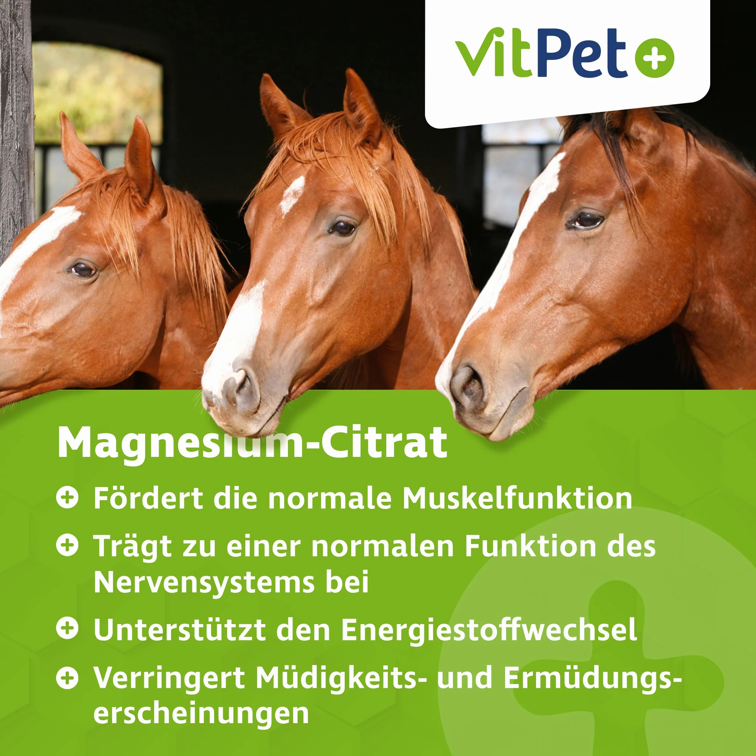 Cytrynian magnezu dla koni 1000 g proszek z łyżeczką dozującą