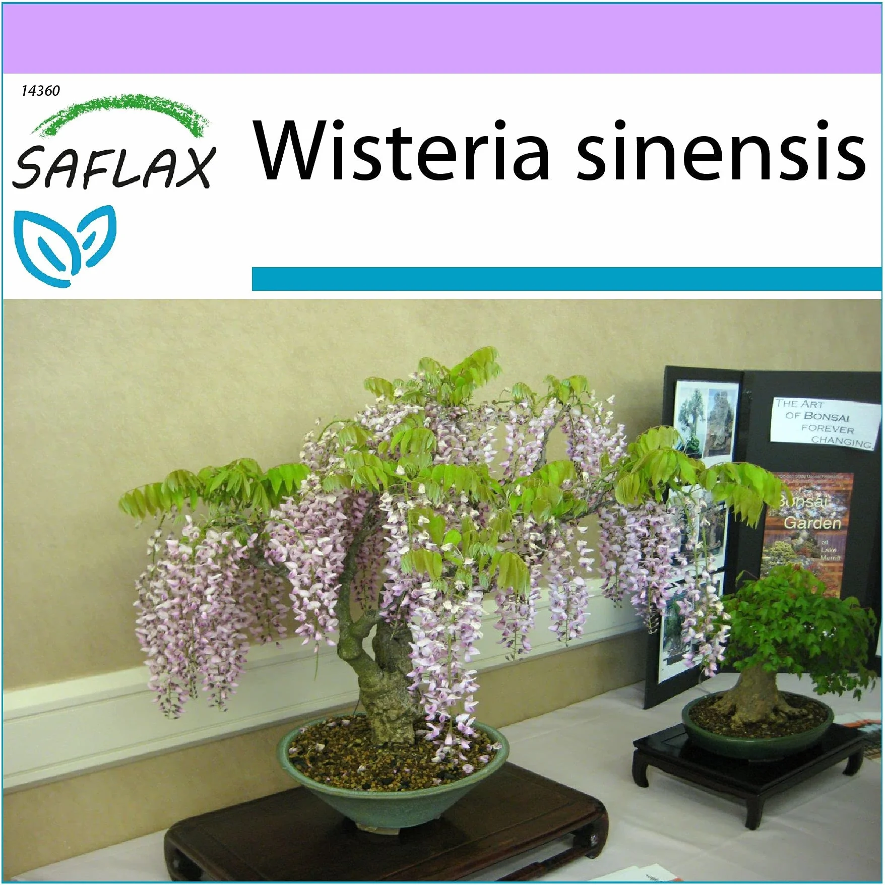 SAFLAX - Bonsai - Glicynia - 4 Nasiona - Wisteria sinensis