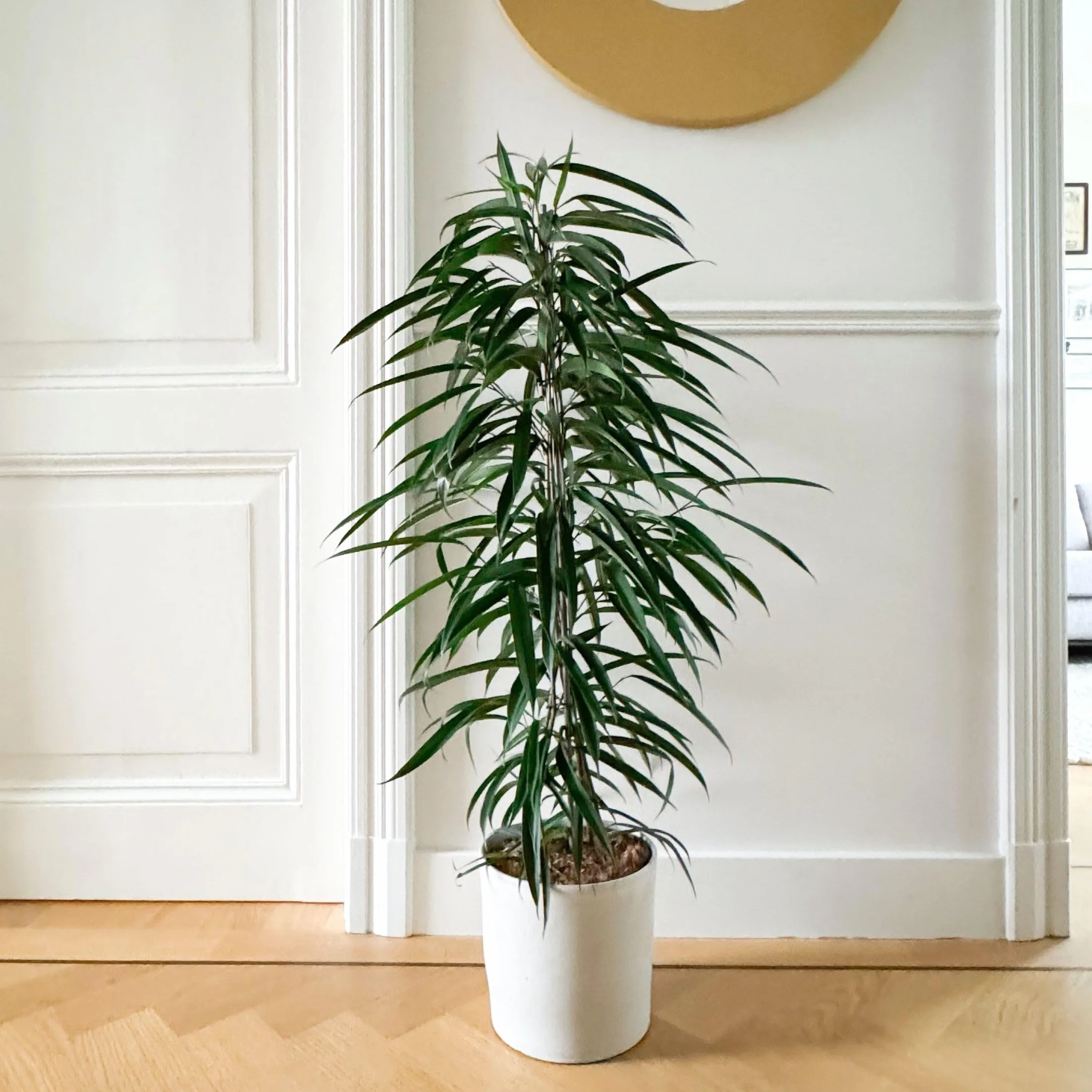 Plant in a Box - Ficus Binnendijckii Alii - Real Houseplant Large - Fiddle Plant - Doniczka 21cm - Wysokość 100-110cm