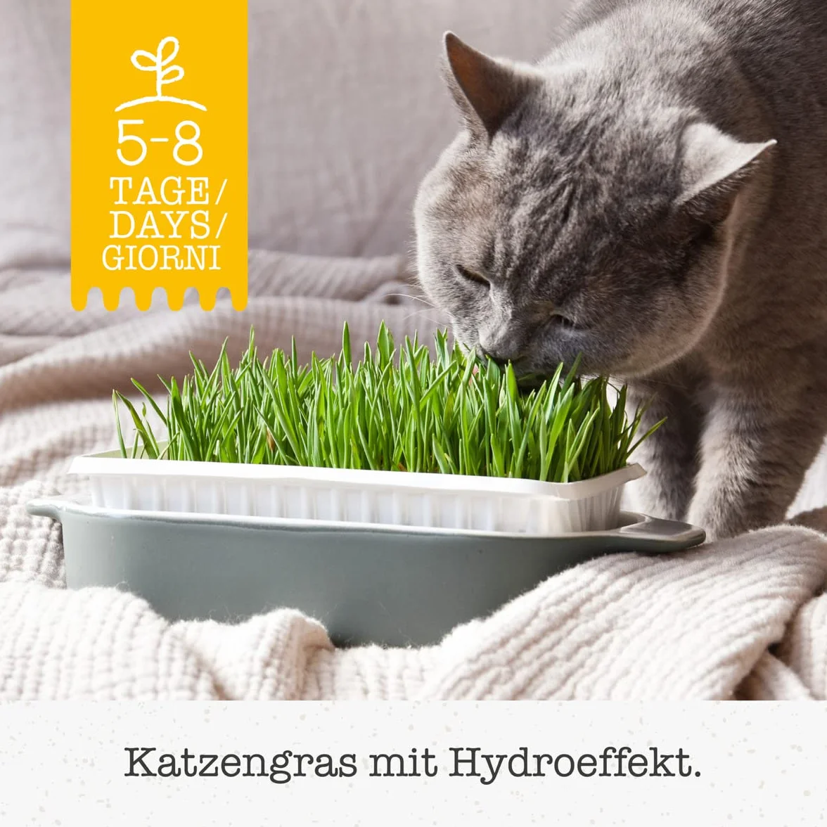 Gimcat Hydro-Grass Trawa dla Kotów, 150 g