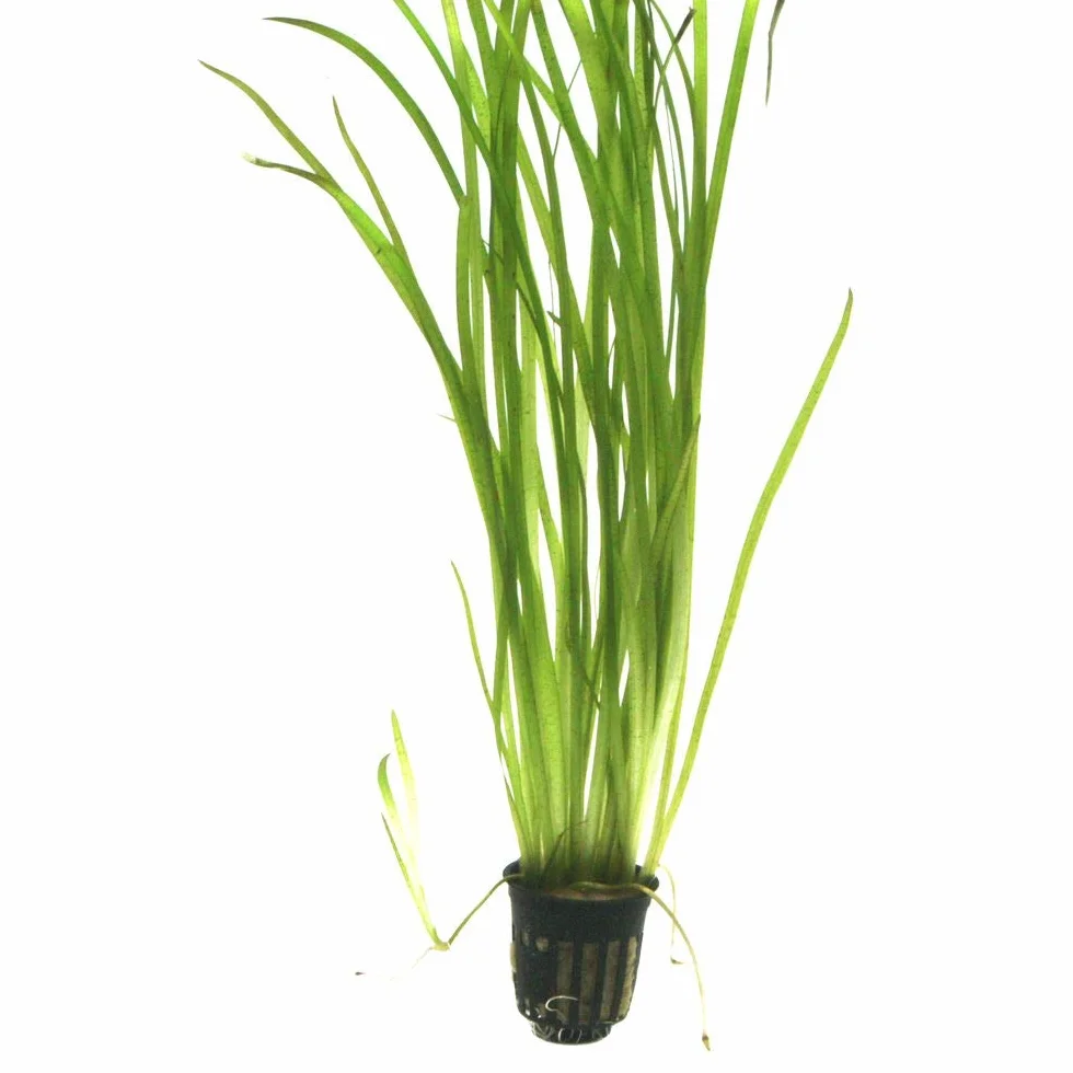 Tropica Roślina Akwariowa Vallisneria spiralis 'Tygrys Nr.055A' Rośliny Wodne do Akwarium Rośliny Akwariowe