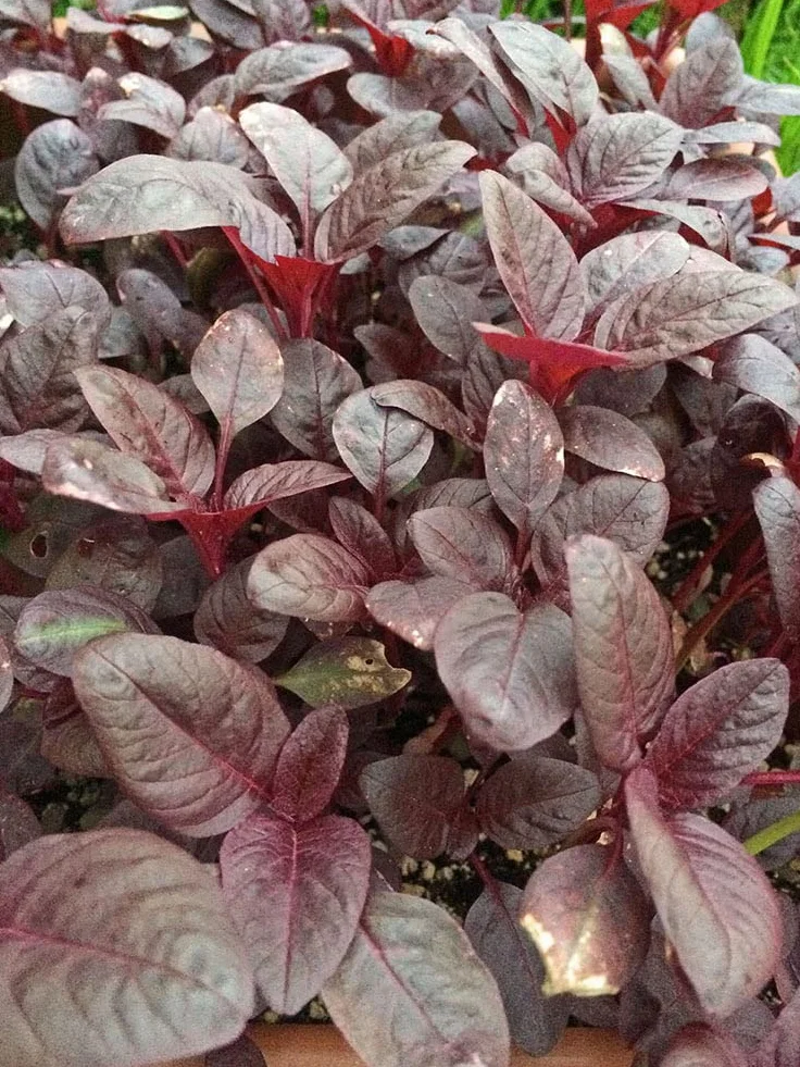 Szarłat czerwony (Amaranthus lividus) 500 nasion amarantus warzywny