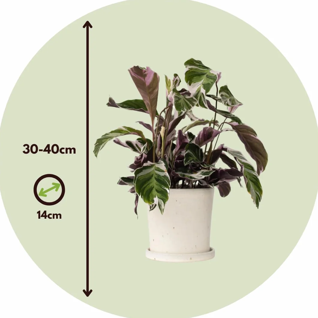 Plant in a Box - Calathea 'Fusion White' - Kalatea - Zestaw 2 sztuk - Doniczka 14cm - Wysokość 30-40cm