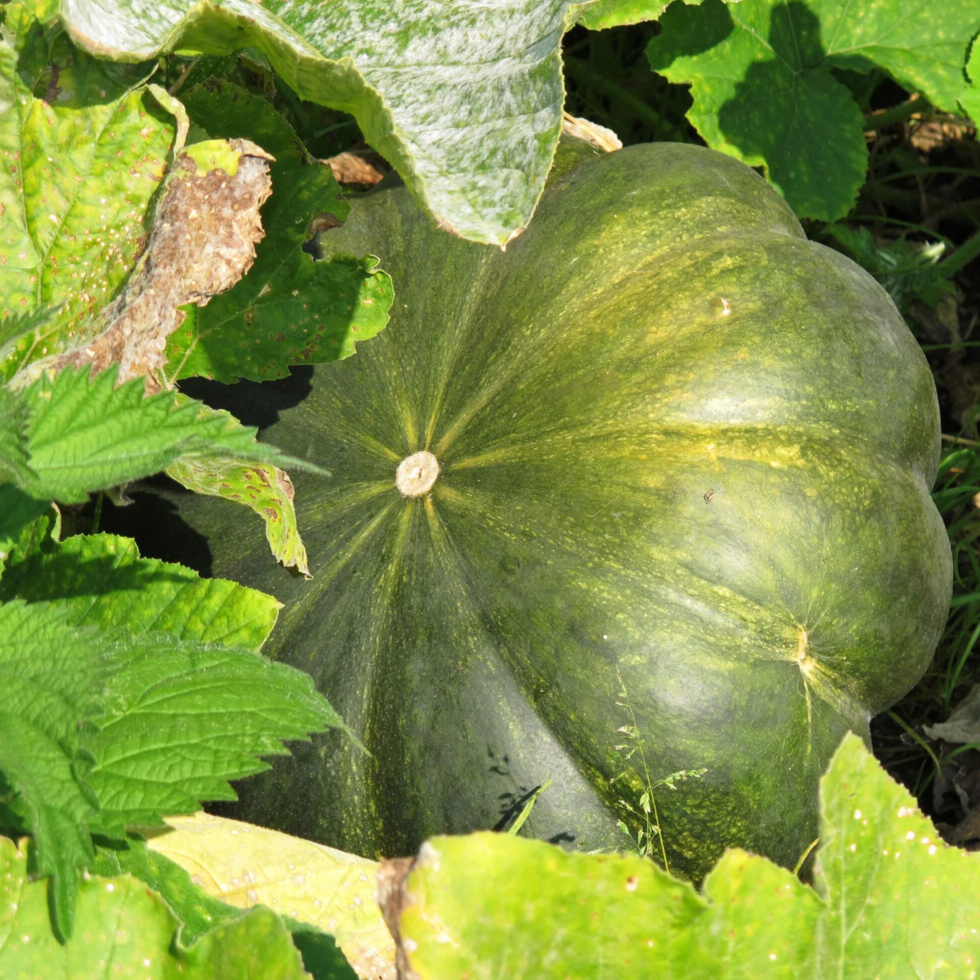 Francuska dynia muszkatołowa "Muscade de Provence" (Cucurbita moschata) ok. 10 nasion