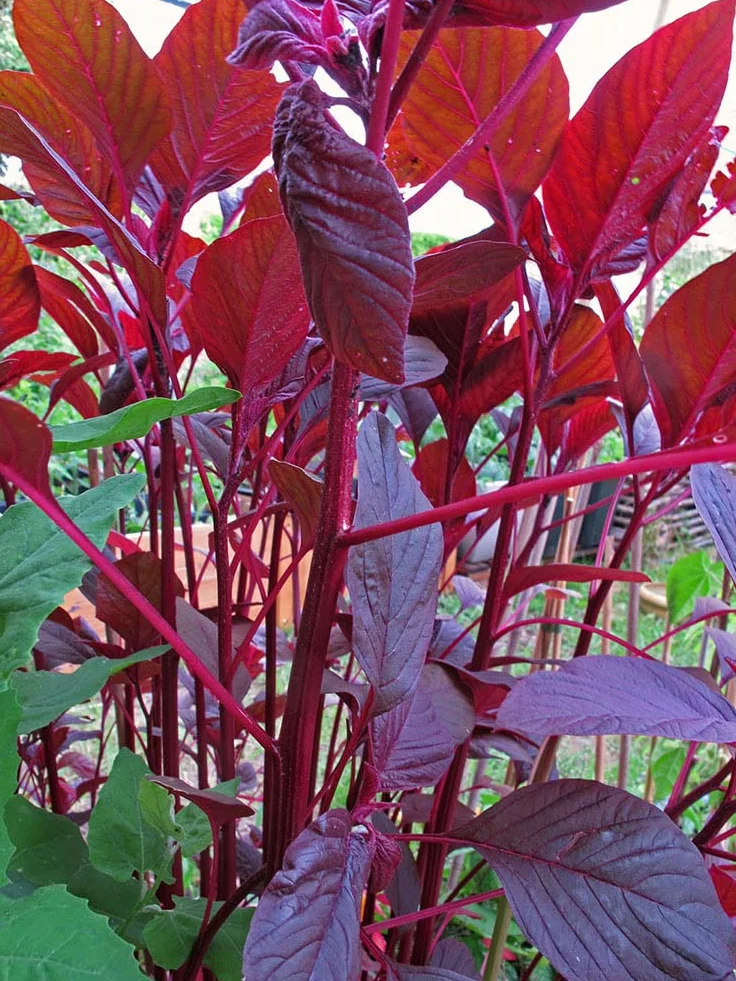 Szarłat czerwony (Amaranthus lividus) 500 nasion amarantus warzywny
