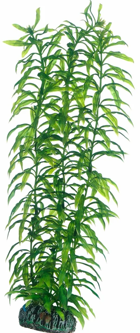 Heteranthera 34 cm