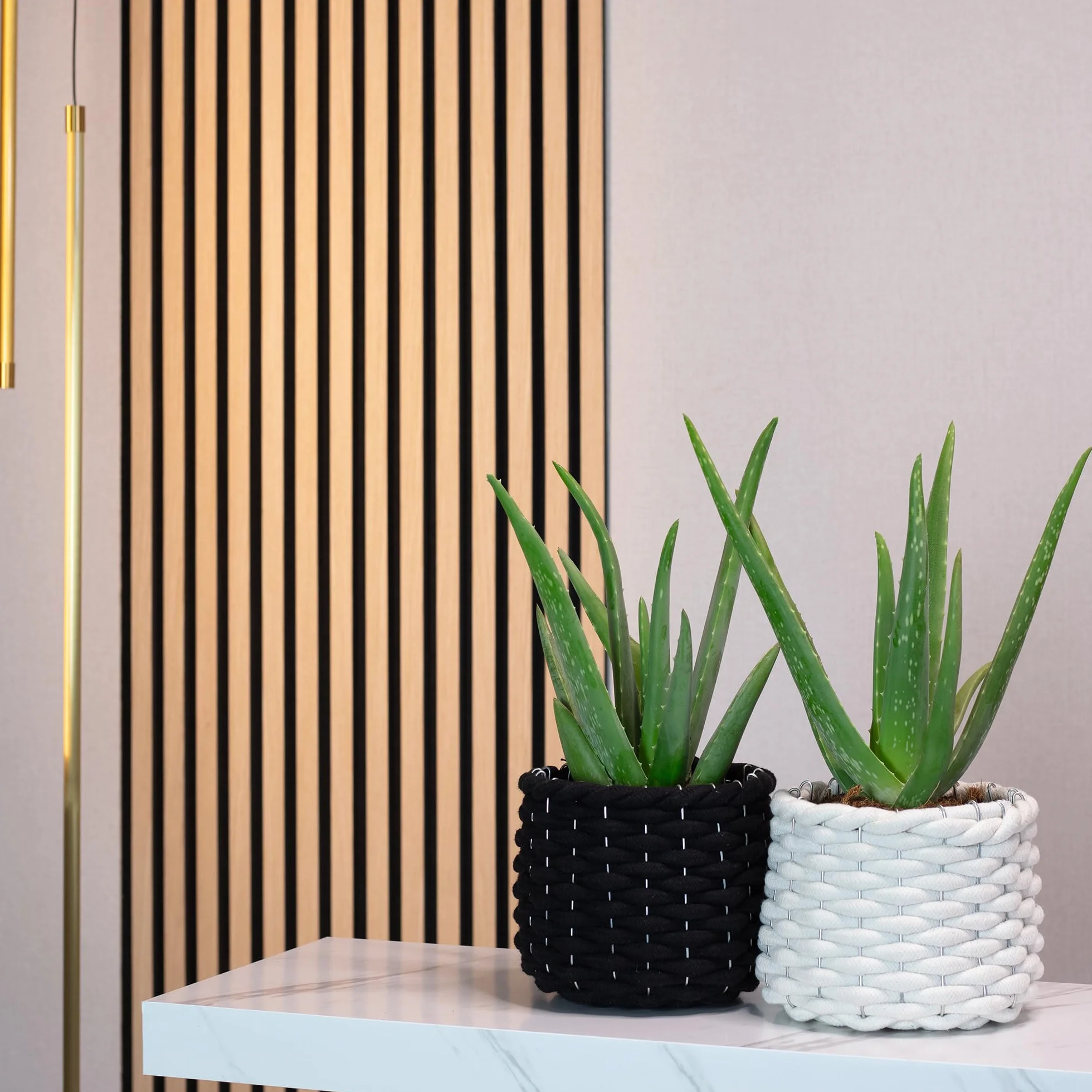 Zestaw 2 prawdziwych aloesów – łatwa w pielęgnacji roślina pokojowa, aloes zwyczajny – wysokość ok. 40 cm, średnica doniczki 12 cm