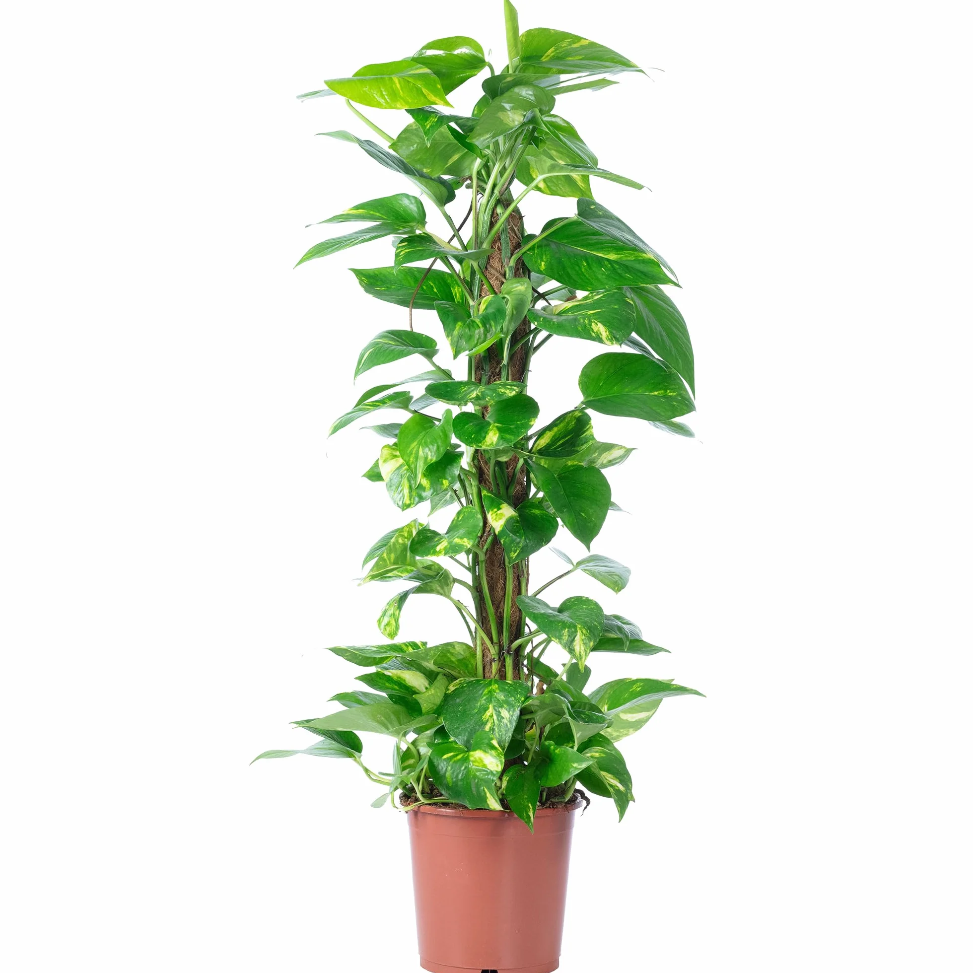 Bluszcz na mchu - łatwa w pielęgnacji roślina doniczkowa, Epipremnum aureum - wysokość ok. 80–20 cm, doniczka Ø 19 cm