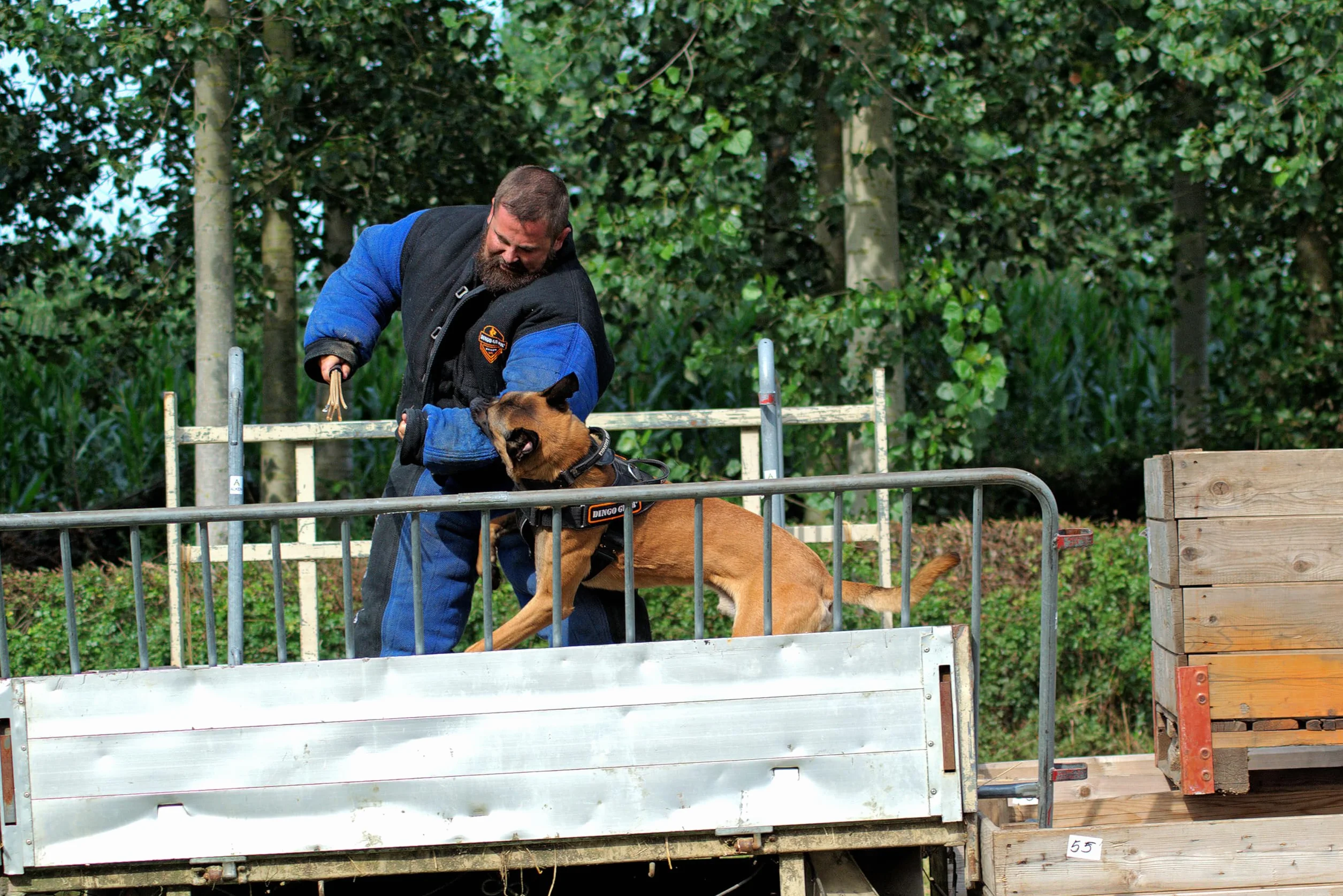 Dingo Gear pełny gryzienie garnitur do szkolenia psa K9 IGP niebieski XL