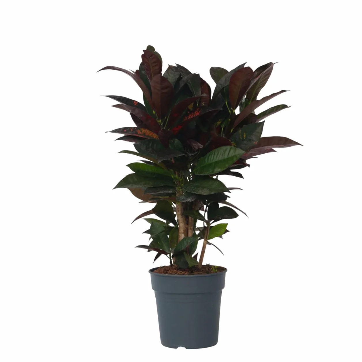 Plant in a Box- Codiaeum variegatum 'Mrs. Iceton' - Kroton Trójskrzyn - Powoli zmienia kolor - Doniczka 19 cm - Wysokość 60-70 cm