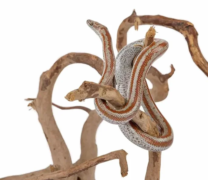 HAPPET Korzeń Japoński Red Moor L – Naturalna Dekoracja do Akwarium i Terrarium, Bezpieczna dla Ryb i Gadów, Unikalny Kształt, Naturalny Wygląd, 35–50 cm