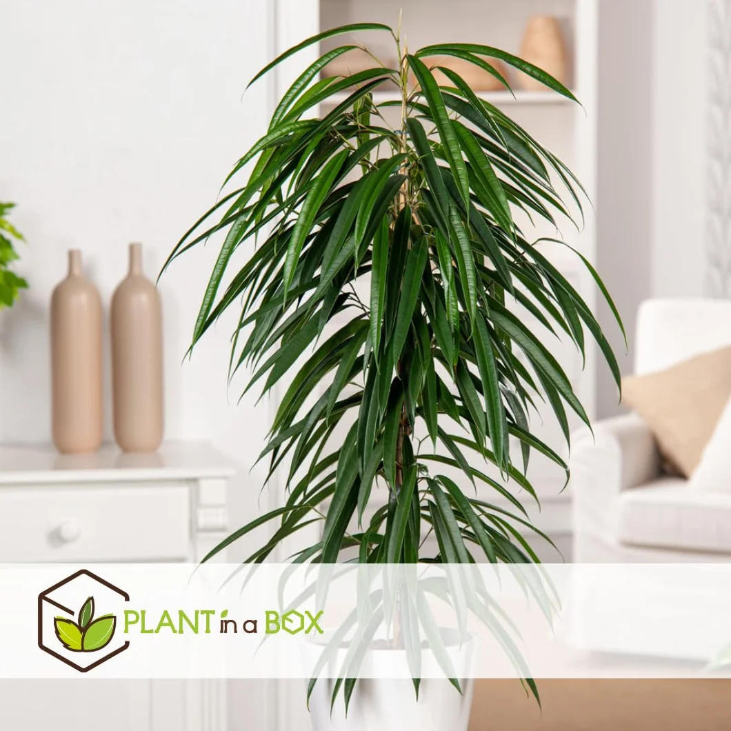 Plant in a Box - Ficus Binnendijckii Alii - Real Houseplant Large - Fiddle Plant - Doniczka 21cm - Wysokość 100-110cm