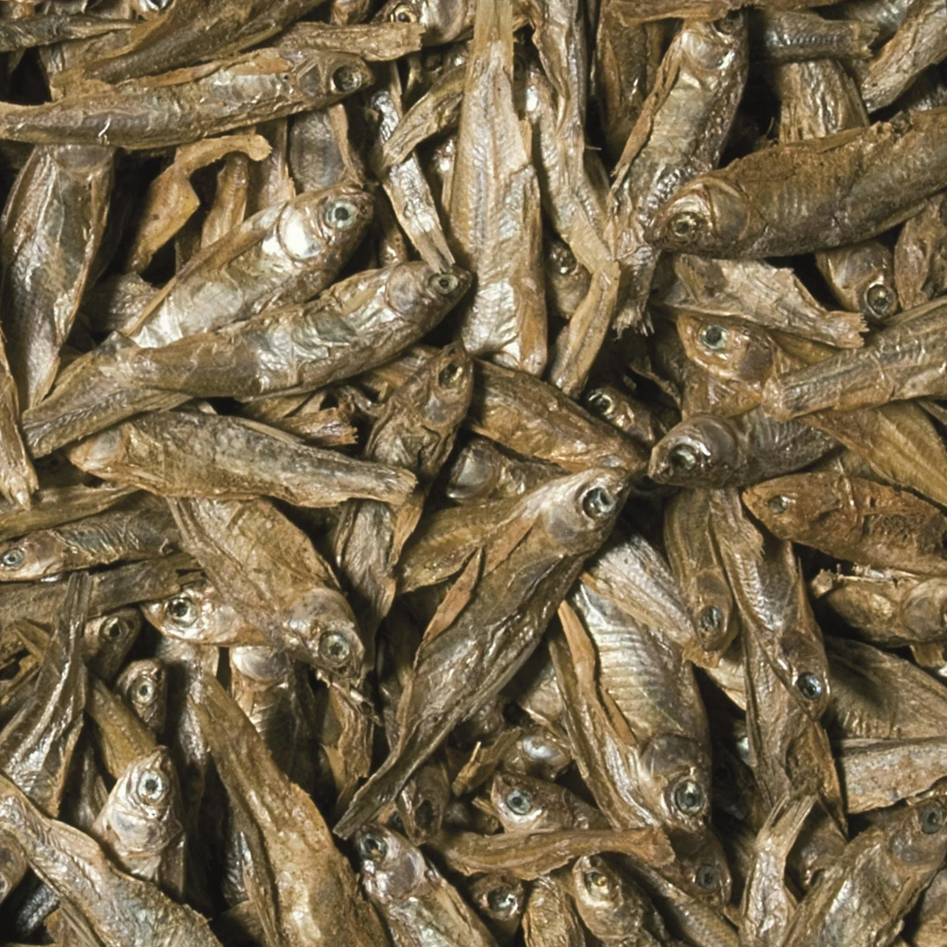 Tropical Suszone ryby dla gadów i dużych ryb DRIED FISH 250ml / 35g