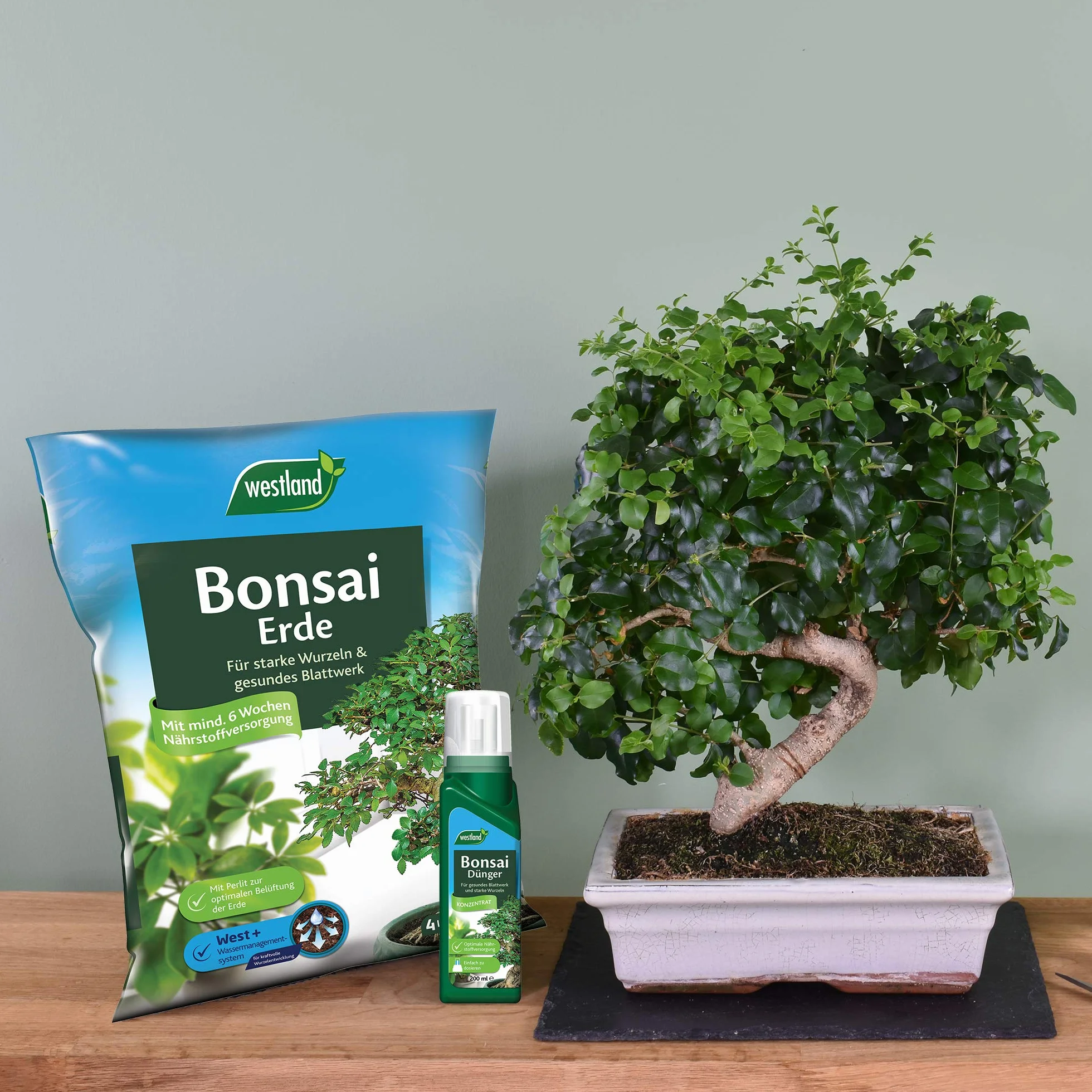 Westland Nawóz do roślin bonsai, 200 ml – nawóz do roślin dla zdrowego wzrostu i silnych korzeni, płynny nawóz z praktycznym dozownikiem