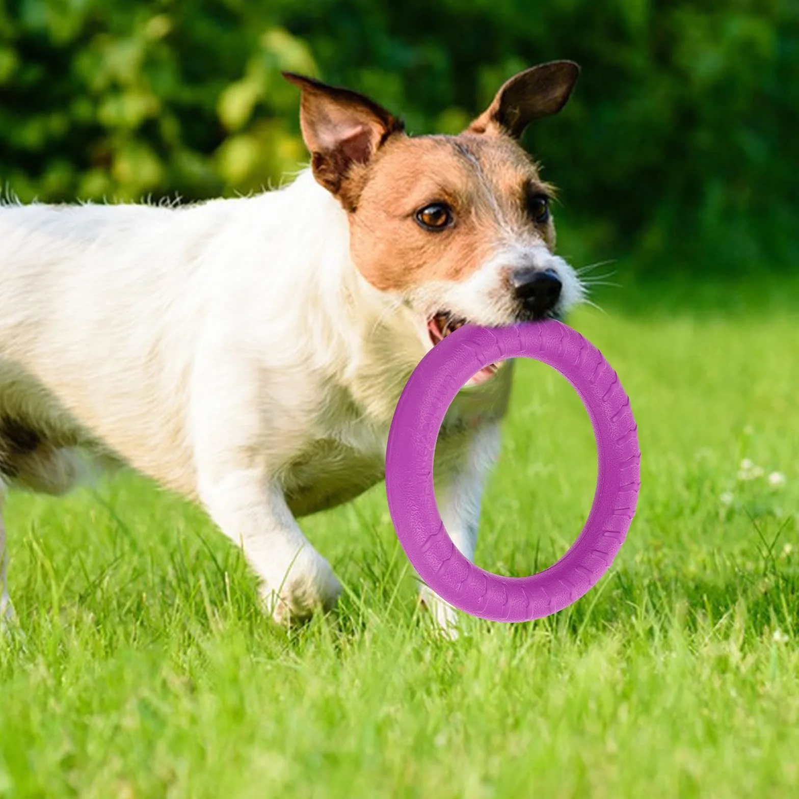 Plastikowy Pierścień Fitness dla Psa Frisbee - Pływająca Zabawka w Kształcie Pierścienia dla Małych i Średnich Psów