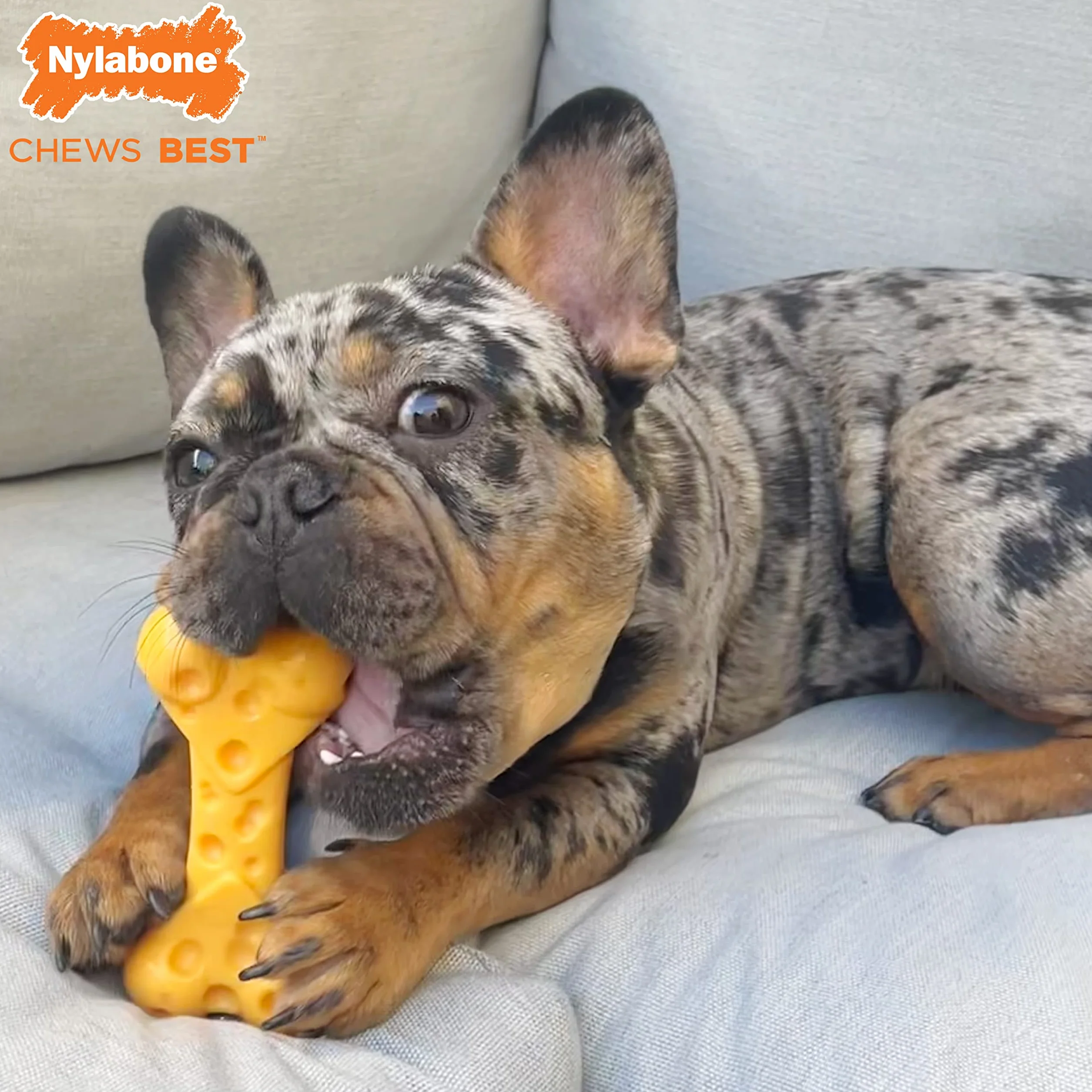 Nylabone Zabawka, Żółty, M