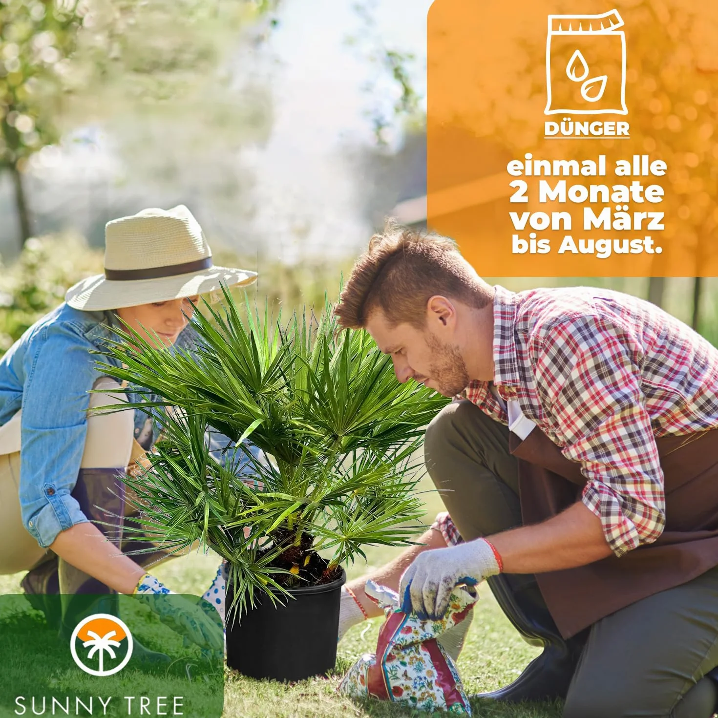Chamaerops Humilis - Europejska Palma Karłowata 80 cm - Mrozoodporna Roślina Doniczkowa z Regionu Śródziemnomorskiego