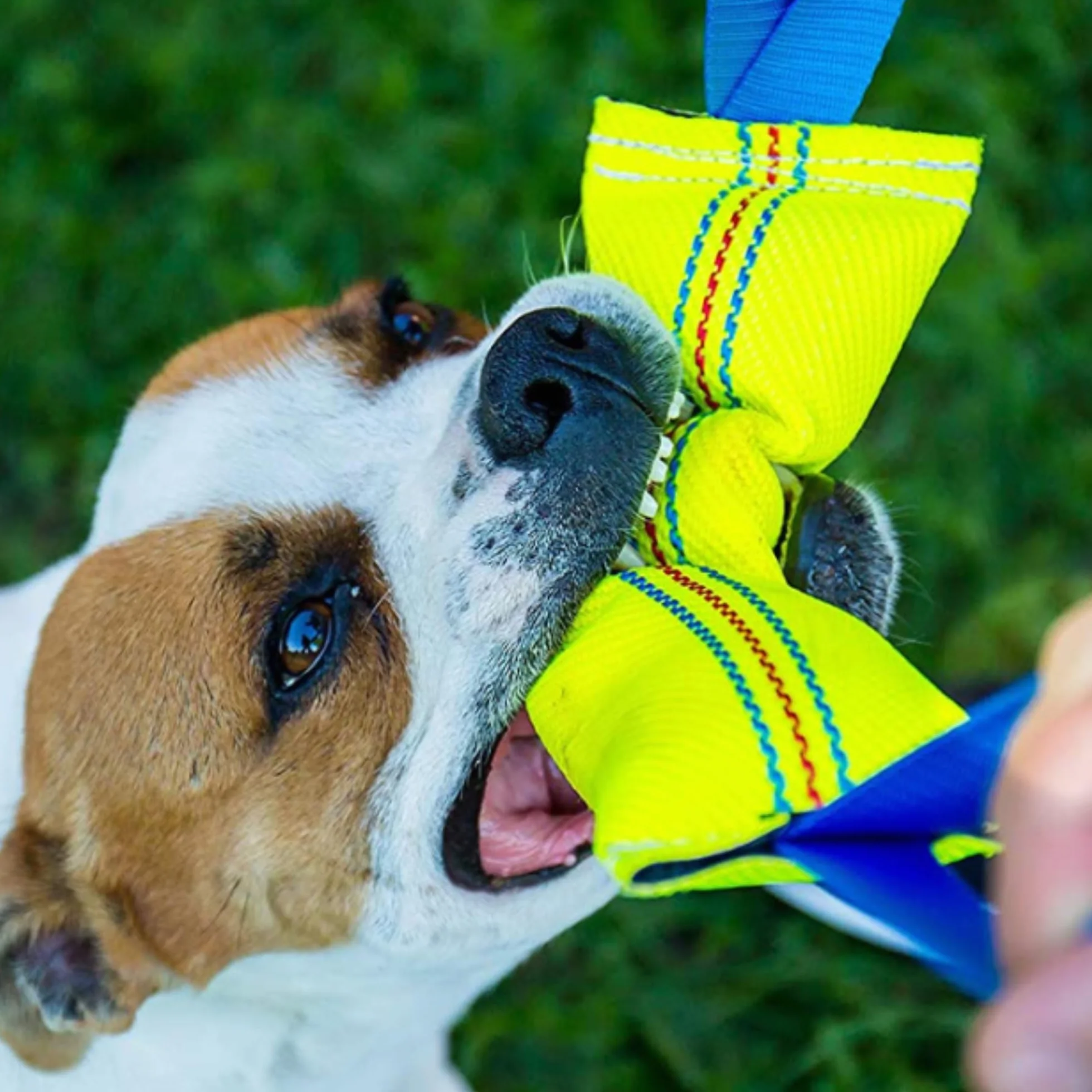 Bull Fit Szarpak dla psa 30 cm, z dwiema rączkami - Bardzo wytrzymała zabawka dla psów do treningu obronnego i kynologii sportowej - Mocny Szarpak wąż strażacki, Aport Dummy pływający