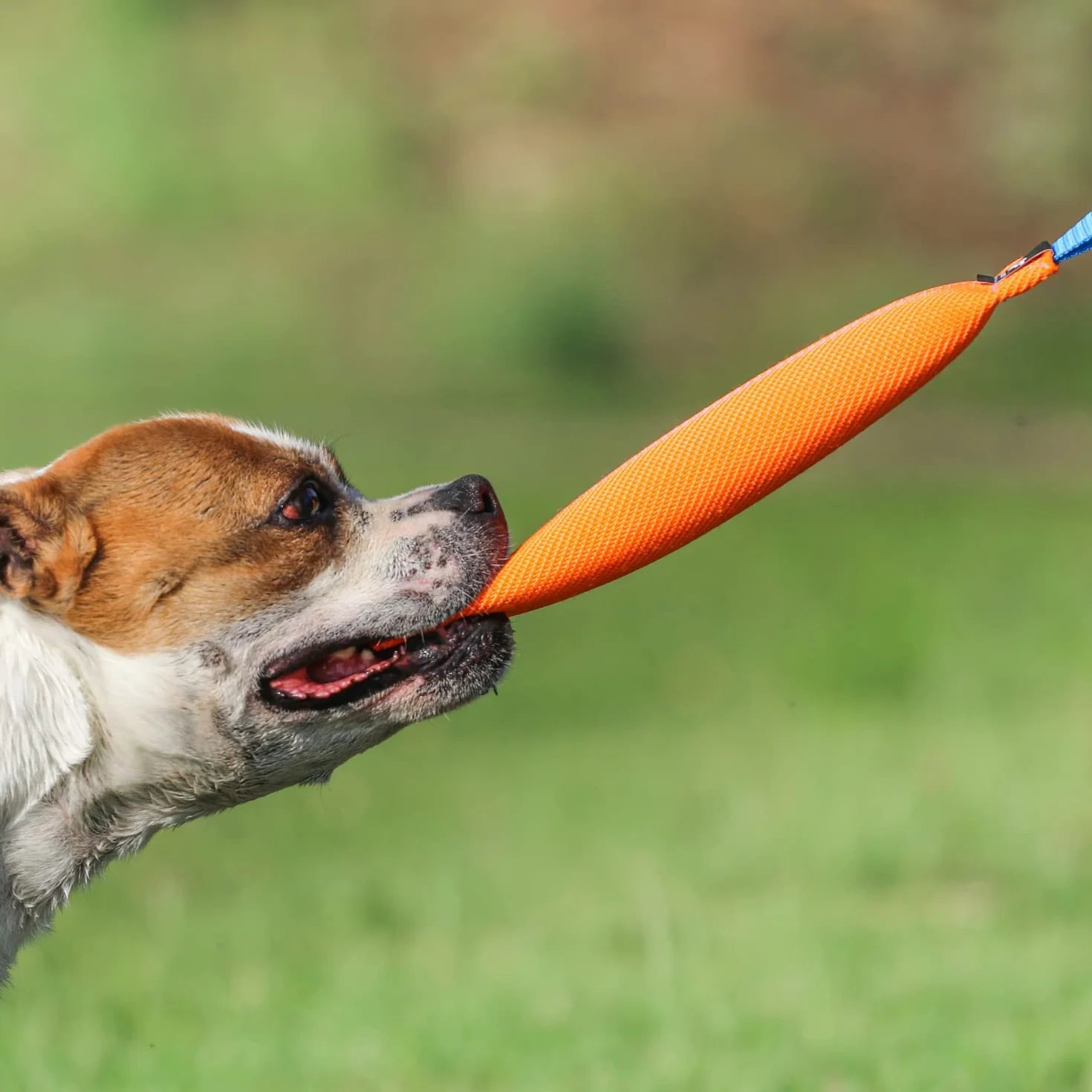Bull Fit Szarpak dla psa 25 cm z rączką zabawka treningowa