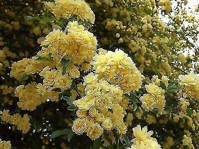 Portal Cool Rosa banksiae Lutea - róża banksiane - fortepian w doniczce 9 cm