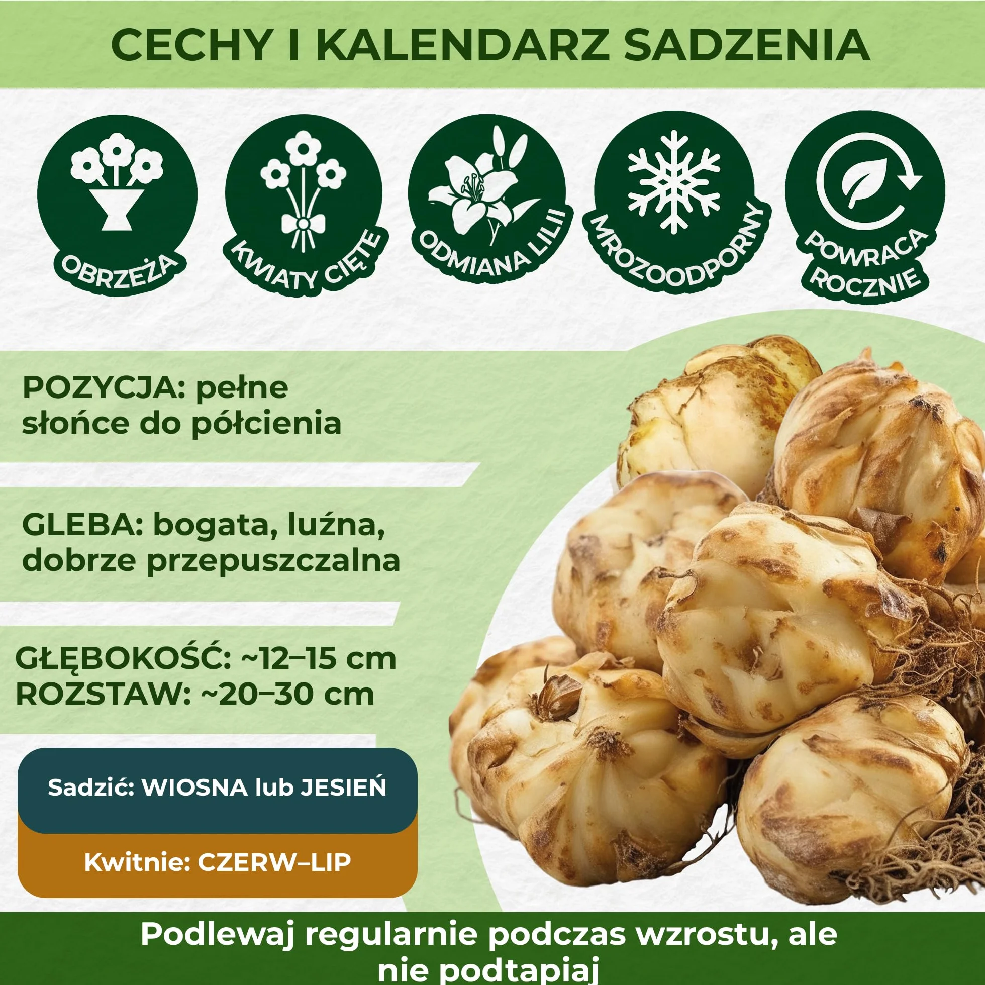 Wschodzące księżycowe lilie olbrzymie (3 cebule), wytrzymałe cebulki kwiatowe z Holandii do sadzenia w ogrodzie (duże bulwy, bez nasion, nie sztuczne) (wschodzący księżyc)
