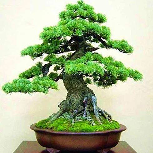 Generic Czarna sosna giapońska Pinus parviflora zielone drzewo bonsai Sementi Delle piante decorazione domestica Nuovo