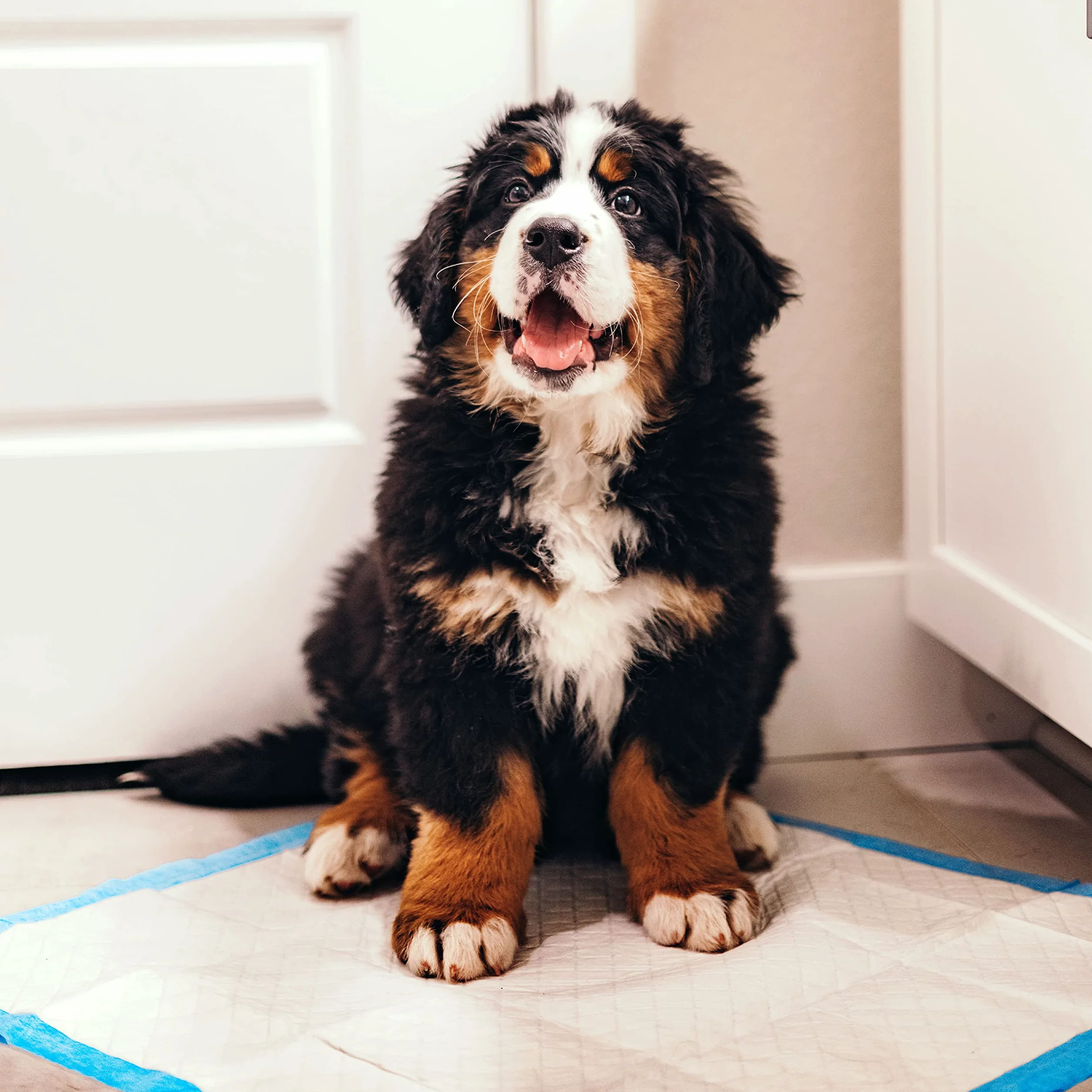 Four Paws Wee-Wee ochraniacze na siusiu dla psów XL, chłonne, 6-warstwowe, 24-godzinna ochrona