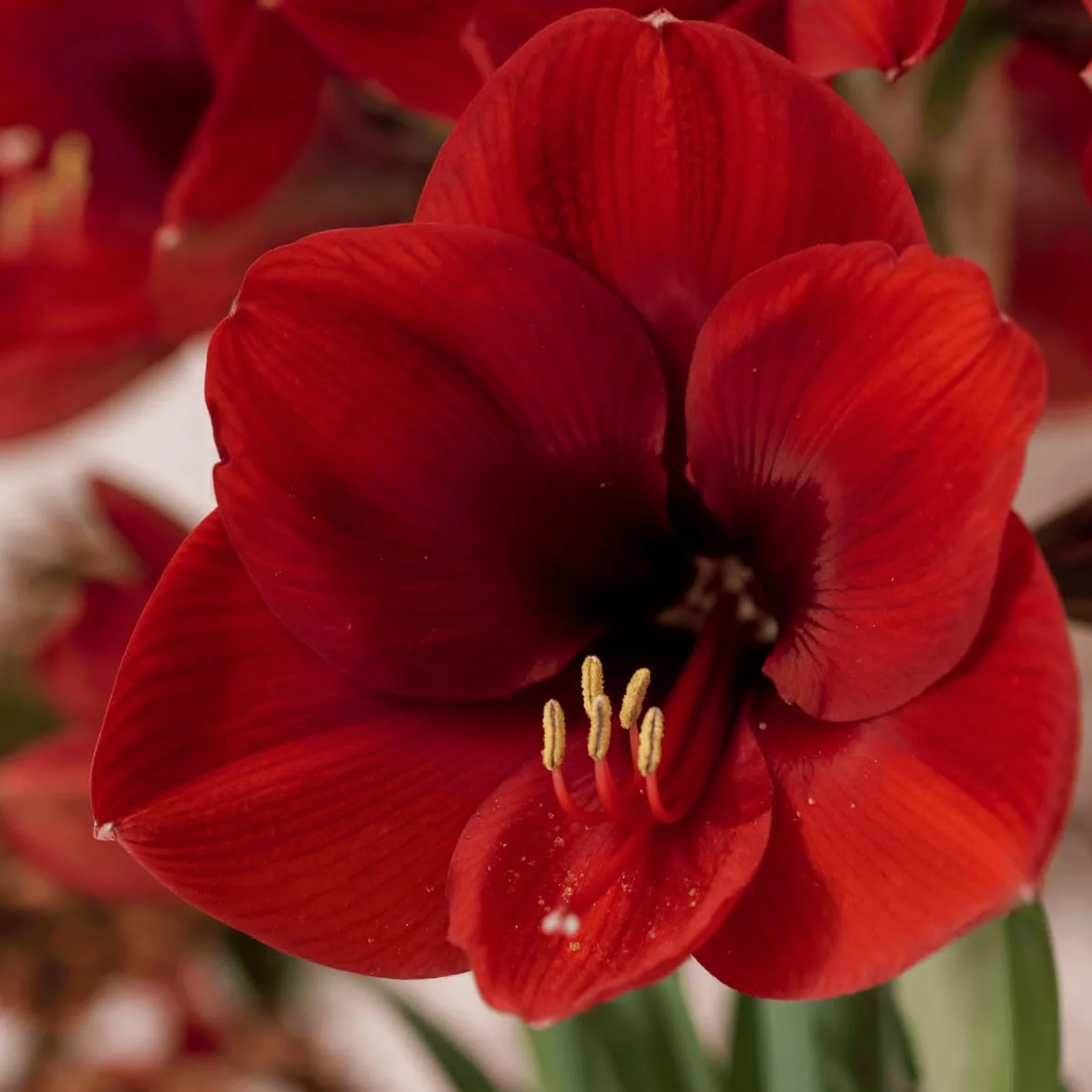 Cebula Amarylis Red Lion, 1 cebula kwiatowa w dużym formacie 26/30, ekskluzywna rośliny i kwiaty z Holandii, prawdziwe hippeastrum (bez nasion, wosku i nie sztuczne)