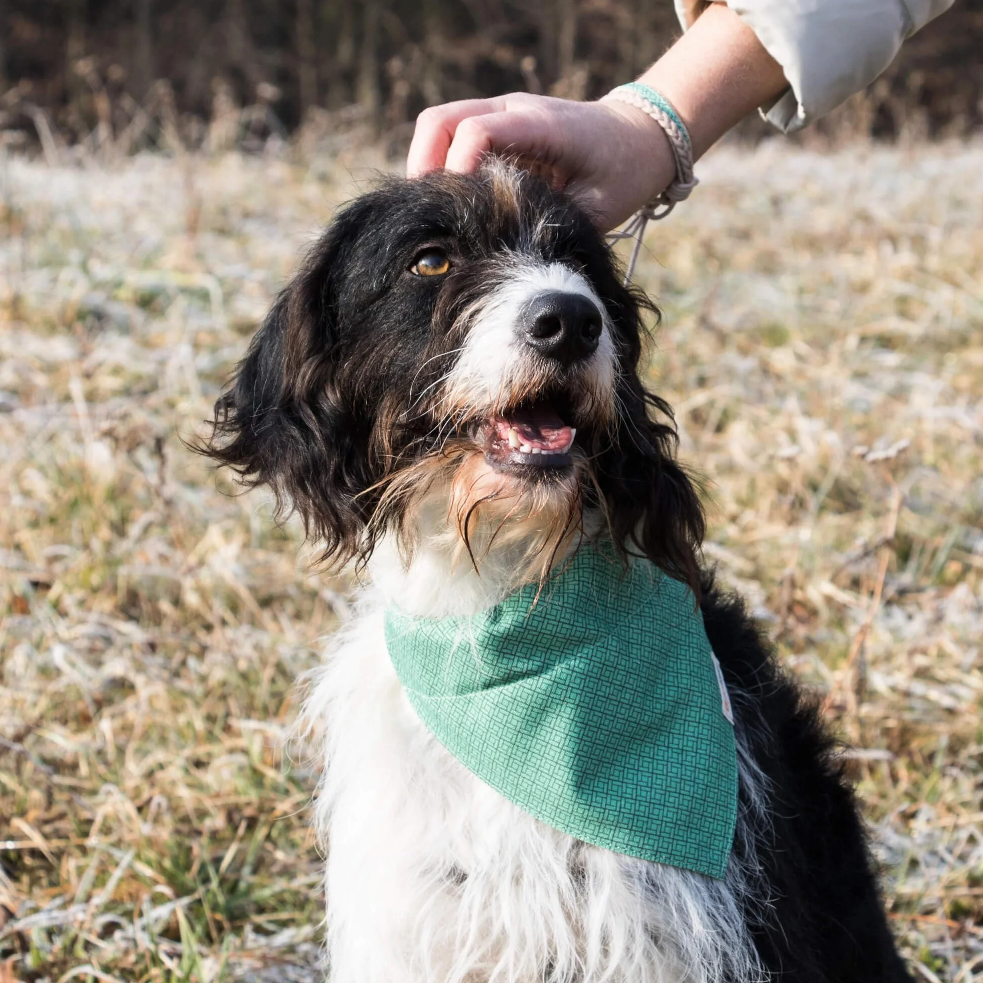 Pettsie obroża dla psa bandana bransoletka przyjaźni konopie 3 rozmiary D-ring L
