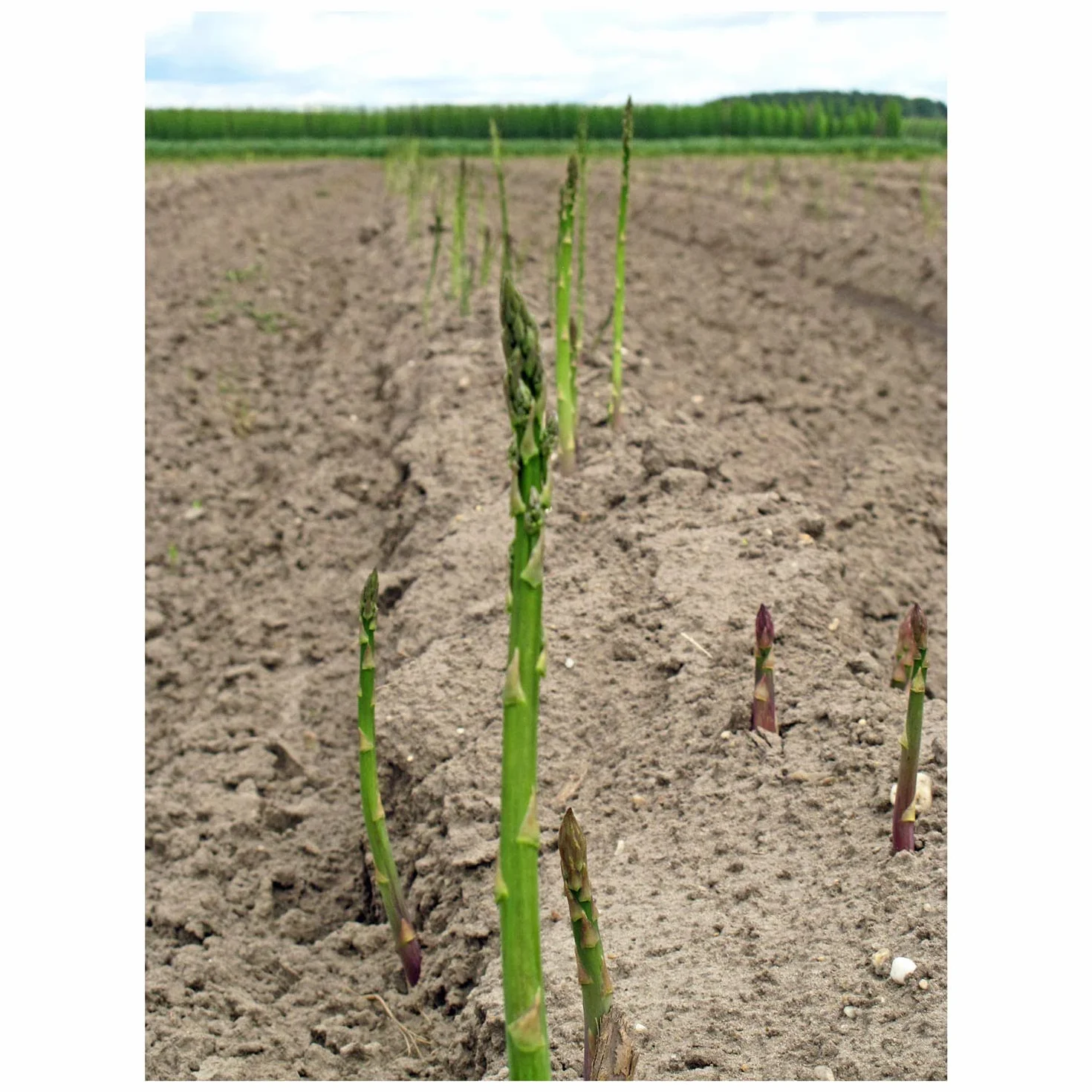 Wytrzymałe zielone szparagi 'Mary Washington' (Asparagus officinalis) 100 nasion