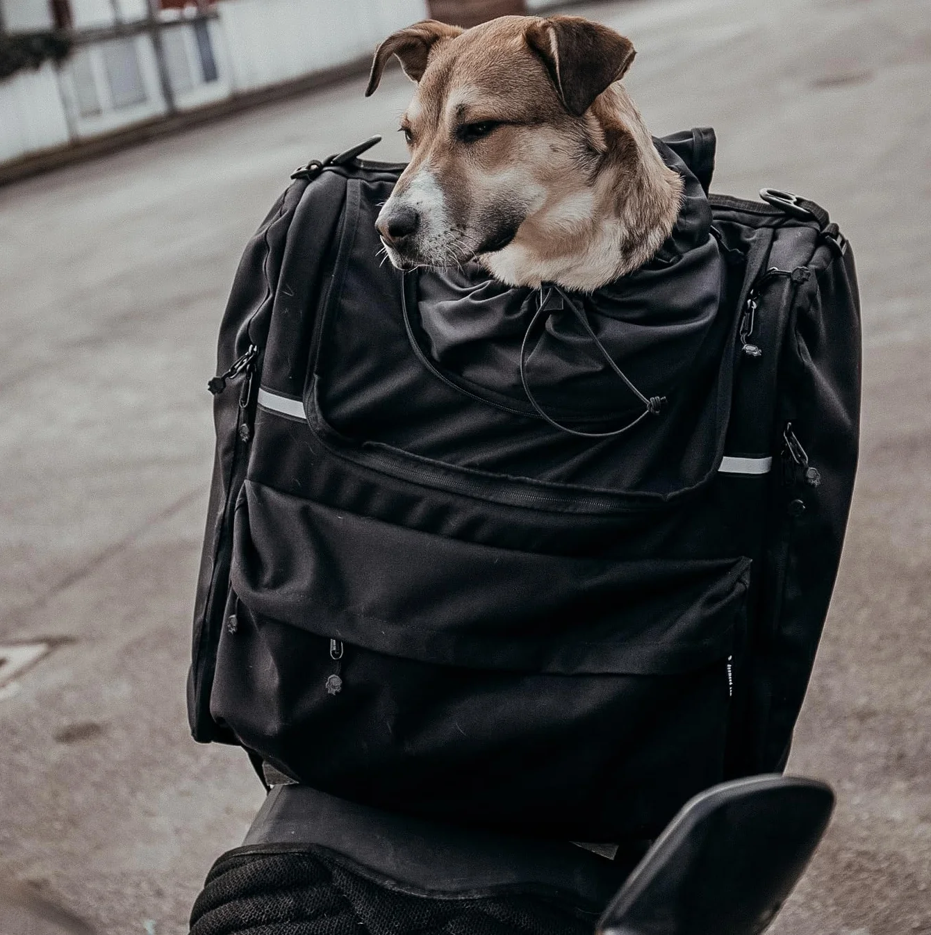 PET BAG, torba dla psa do jazdy na motocyklu, dla dużych ras psów (do 20 kg), wodoodporna, z potrójnym systemem wentylacji, torba motocyklowa na sissy bar, wykonana z włoskiej Cordury