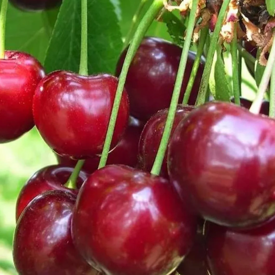 EURO PLANTS VIVAI Drzewko wiśniowe Amarena Montmorency – roślina owocowa w doniczce Ø 20 cm, wysokość 150-170 cm, wiek: 2 lata – włoska szkółka