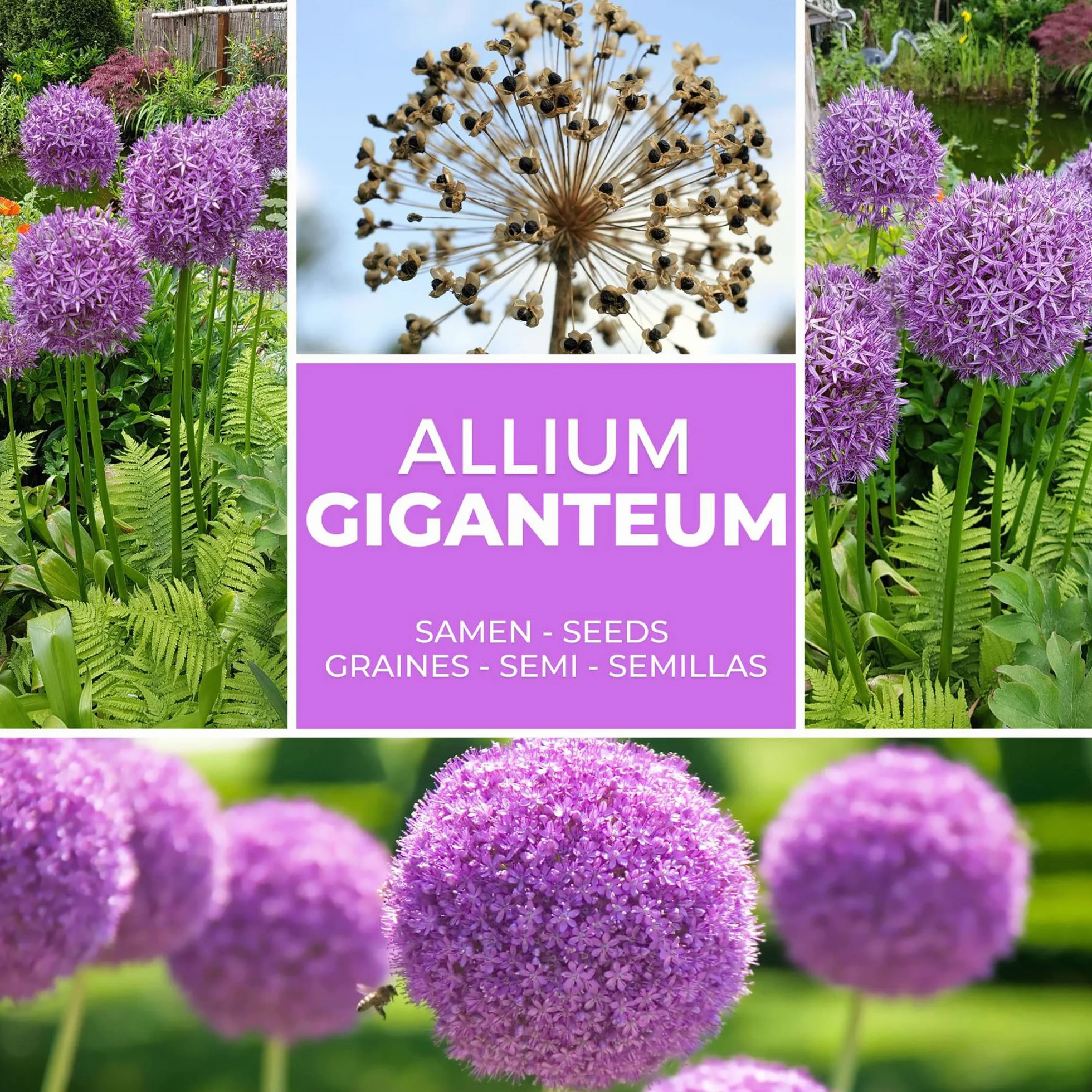Magic of Nature Czosnek Olbrzymi Nasiona (30 szt.) Allium giganteum, mrozoodporny i wieloletni - Fioletowe kwiaty do 150cm do Twojego ogrodu