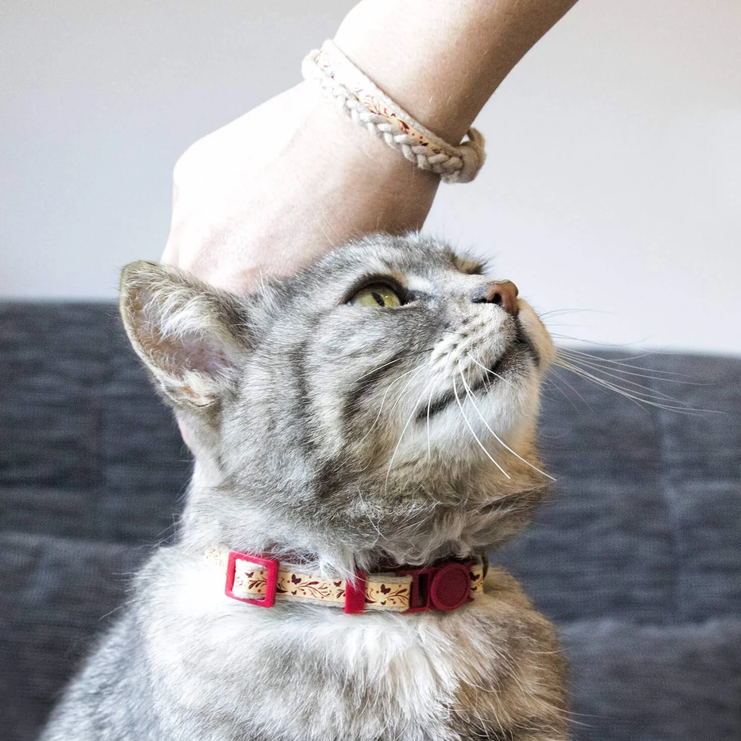 pettsie Bransoletka przyjaźni z obroży dla kota, przyjazna dla środowiska, pudełko na prezent, pierścień D na akcesoria, 100% bawełna dla dodatkowego bezpieczeństwa i komfortu, regulowana 19-29 cm, czerwona