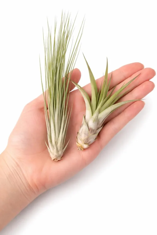 ThehomeuseL'ensemble de 24 Tillandsia