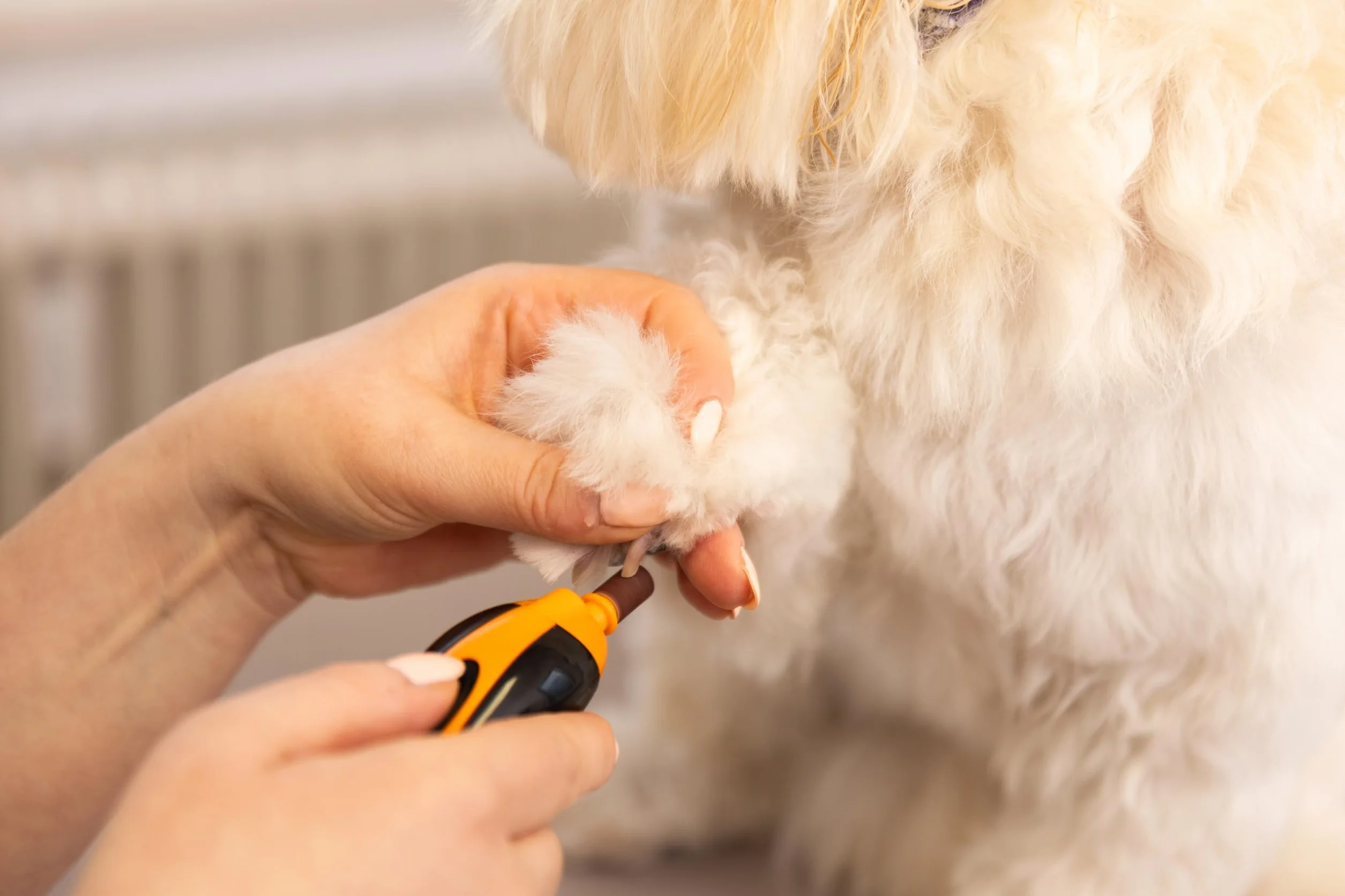 WAHL Szlifierka do Pazurów Pet Nail Grinder - Narzędzie do Przycinania Pazurów u Zwierząt Domowych, Cicha, Lekki Pilniczek do Pazurów Psów, 2 Ustawienia Prędkości, Bezpieczna i Delikatna, Pomarańczowa