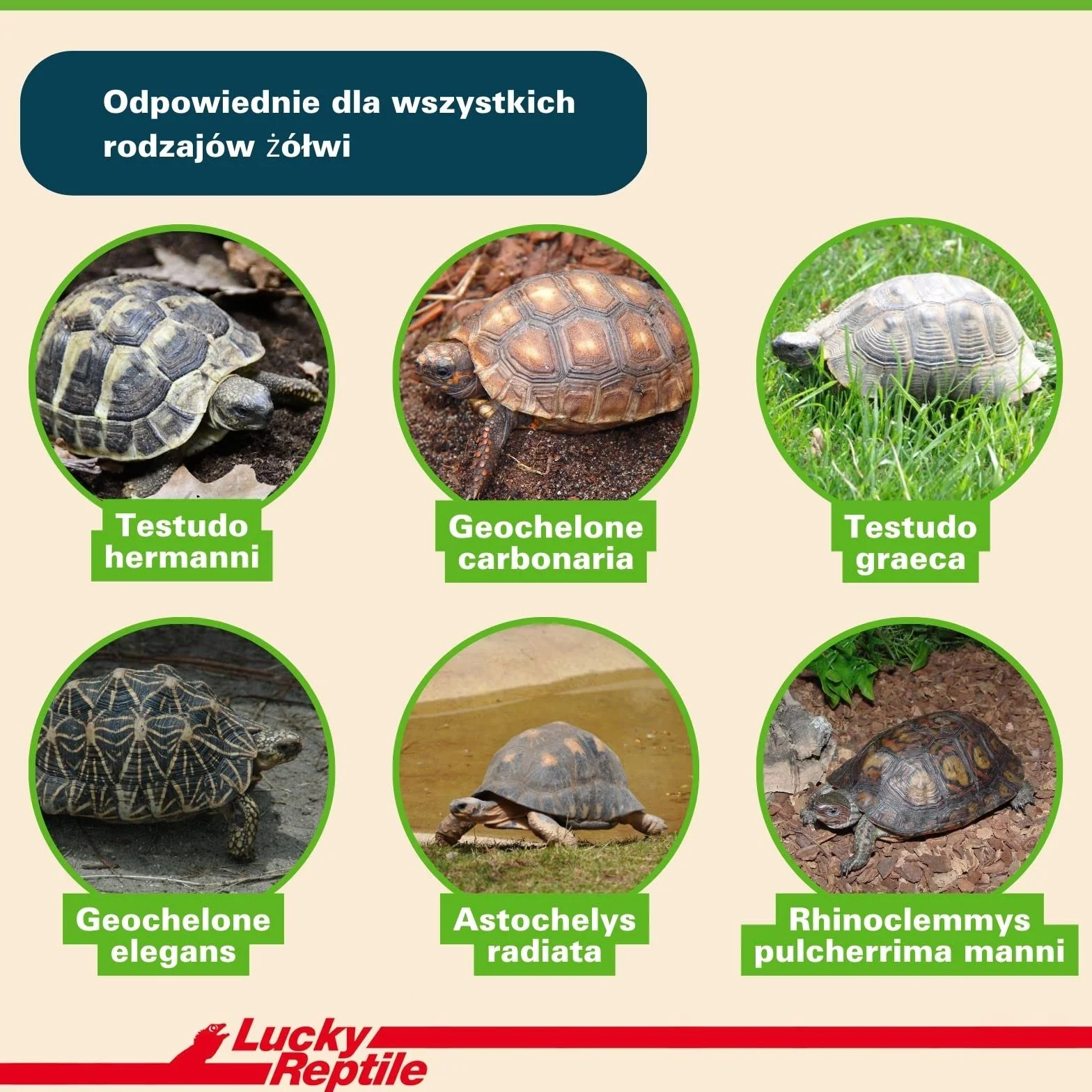Lucky Reptile 65131 Ziemia dla Gadów i Płazów, 20 l