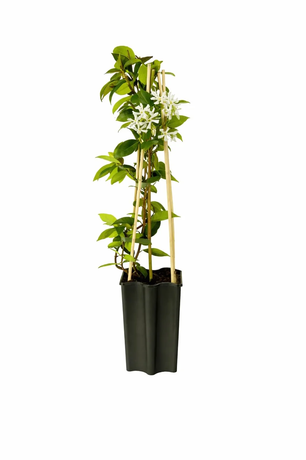 Jaśmin gwiazdowy (Trachelospermum jasminoides) 50–70 cm – zimozielony, mrozoodporny i silnie pachnący | jaśmin zapachowy, roślina pnąca
