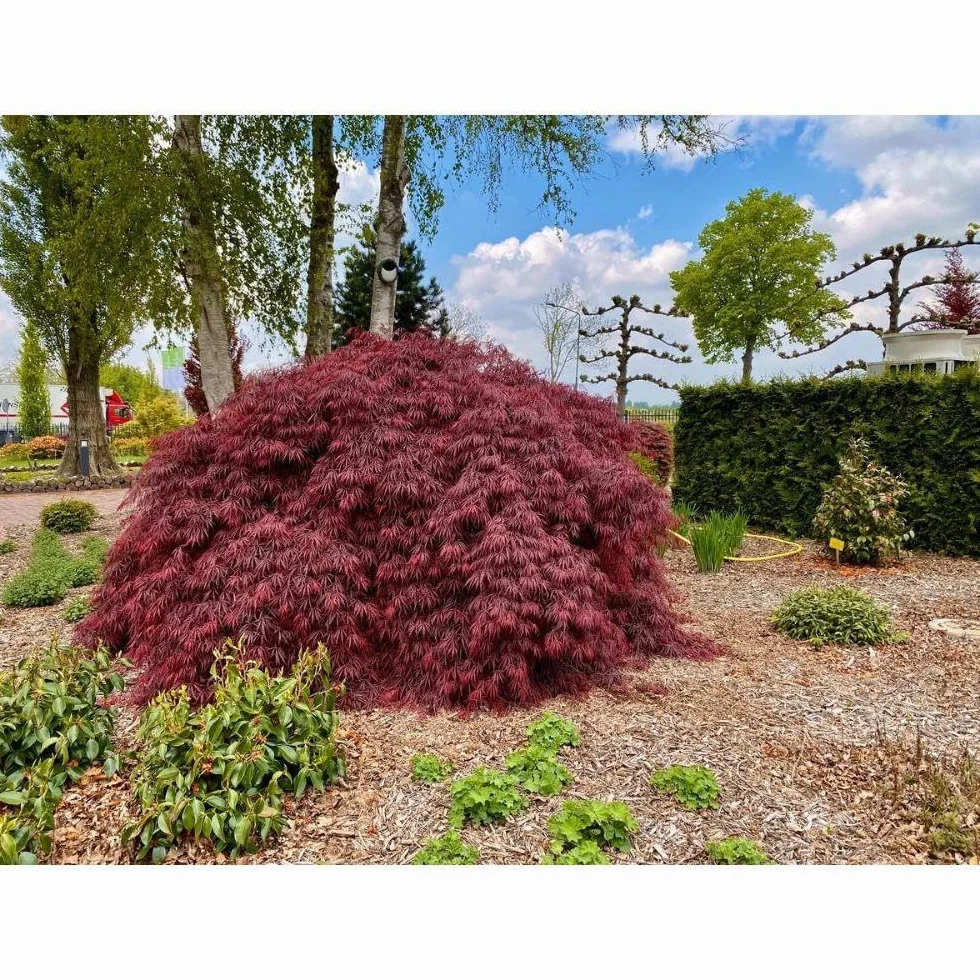 Klon japoński - Acer 'Garnet'