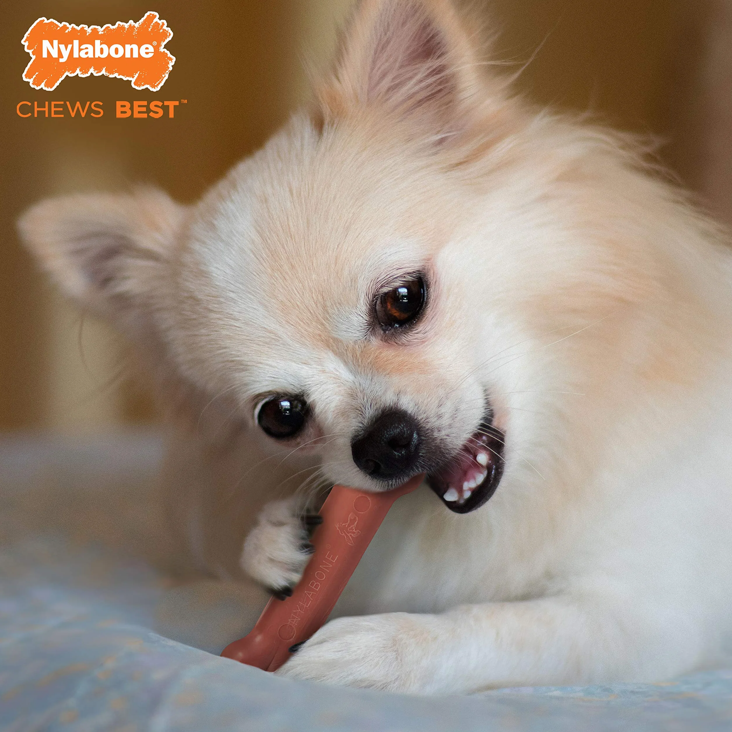 Nylabone Dura Chew Extreme Tough Dog Chew zabawka do żucia, smak bekonu, XS, dla psów do 7 kg