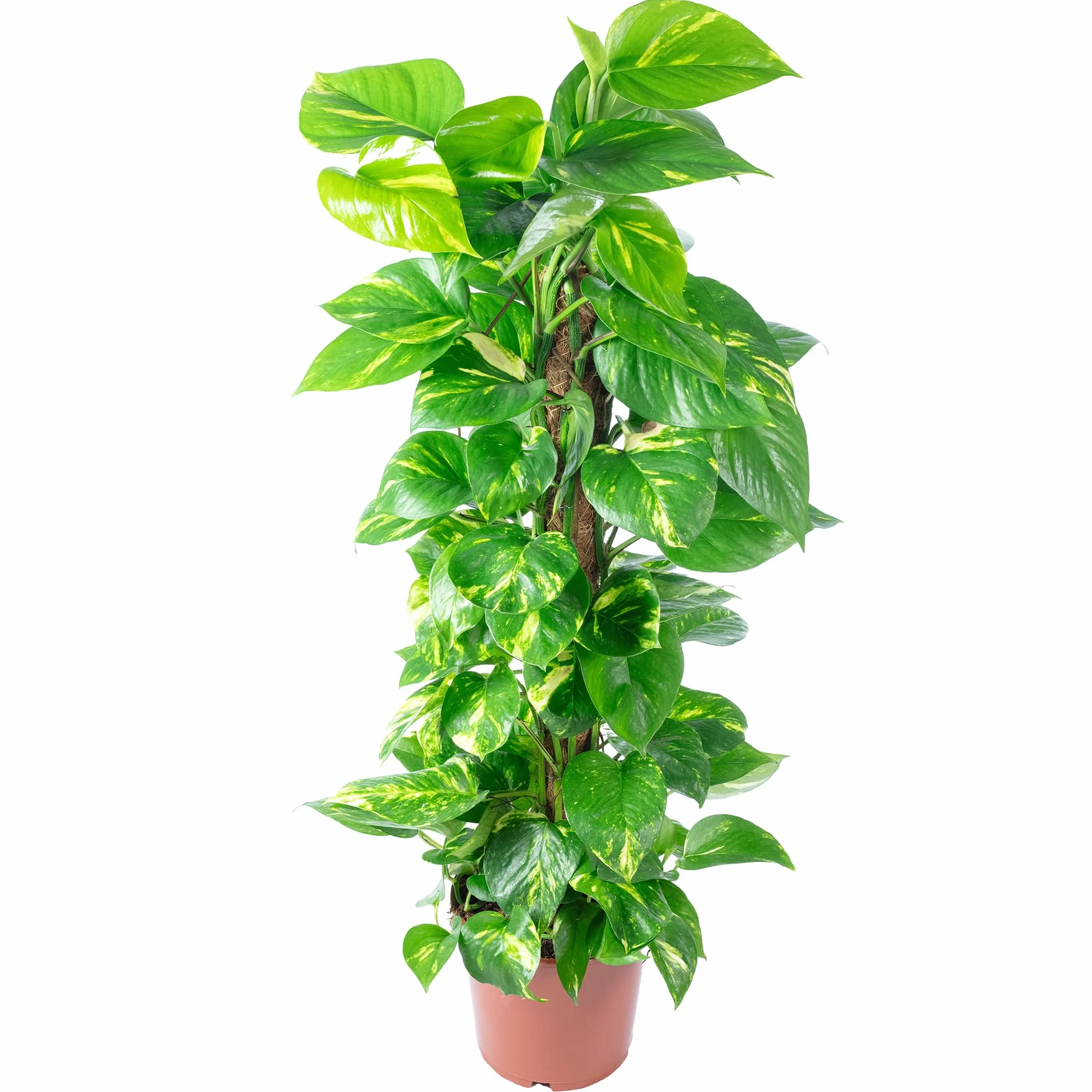 Bluszcz na mchu - łatwa w pielęgnacji roślina doniczkowa, Epipremnum aureum - wysokość ok. 80–20 cm, doniczka Ø 19 cm