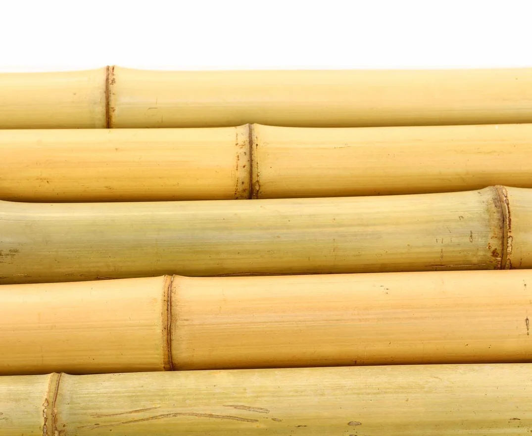 1 sztuka Moso rura bambusowa 200 cm, żółtawa o średnicy 4,5-6 cm – drążek bambusowy, wybielony, długość 2 m