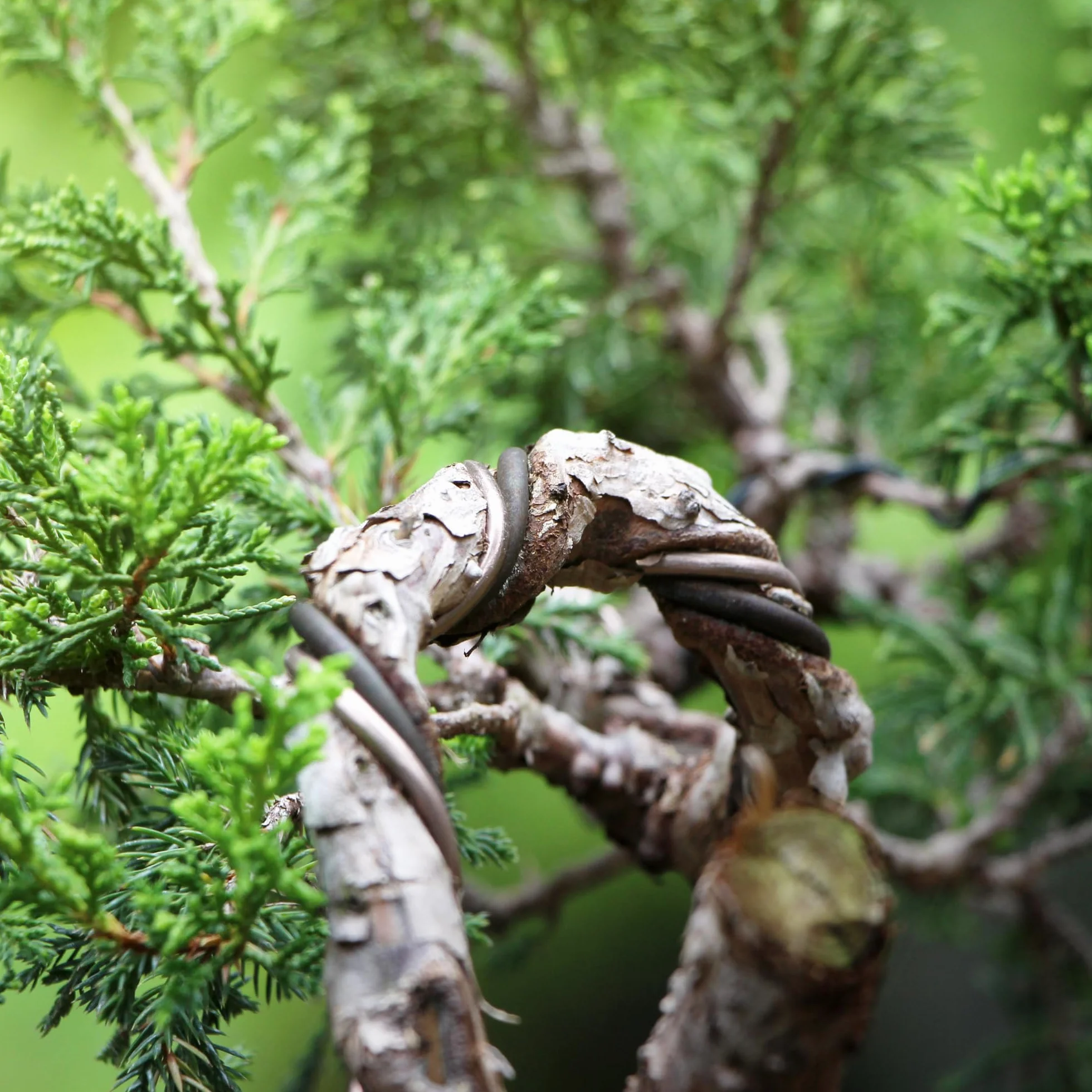 CULTIVEA® Drut bonsai, 6 rolek drutu aluminiowego, 1,0 mm/1,5 mm/2,0 mm/2,5 mm/3,0 mm/4,0 mm, ochrona przed korozją, bonsai, narzędzia ogrodnicze, drzewa, bonsai