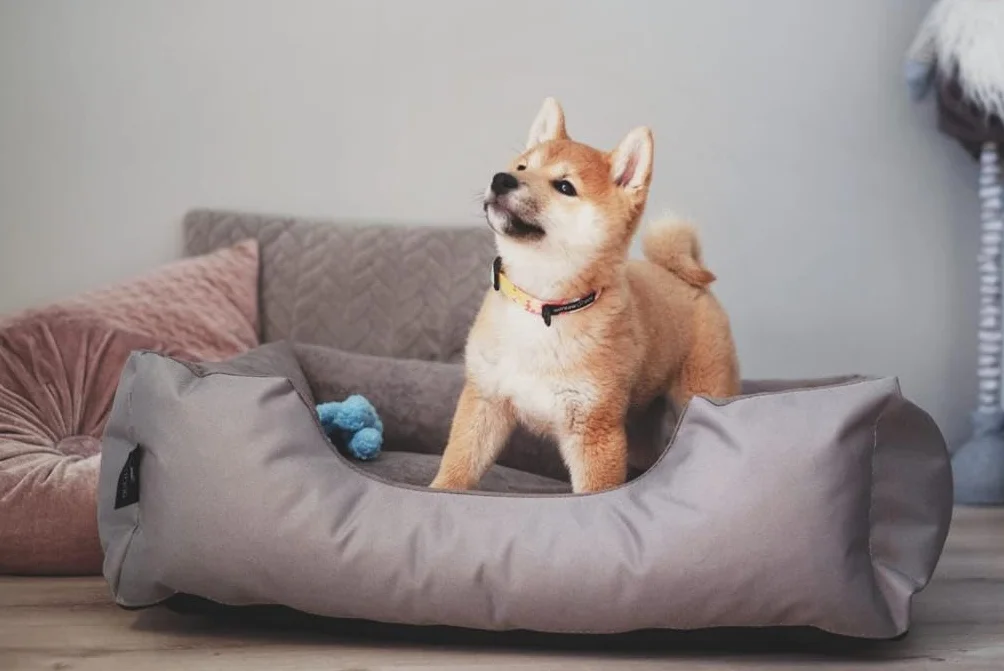 BedDog Legowisko ZARA, Sofa dla Psa z Cordury, Mikrofibra Welurowa, Zmywalne z Brzegiem, Do Domu i Na Zewnątrz, L, Pink-York (Różowy)