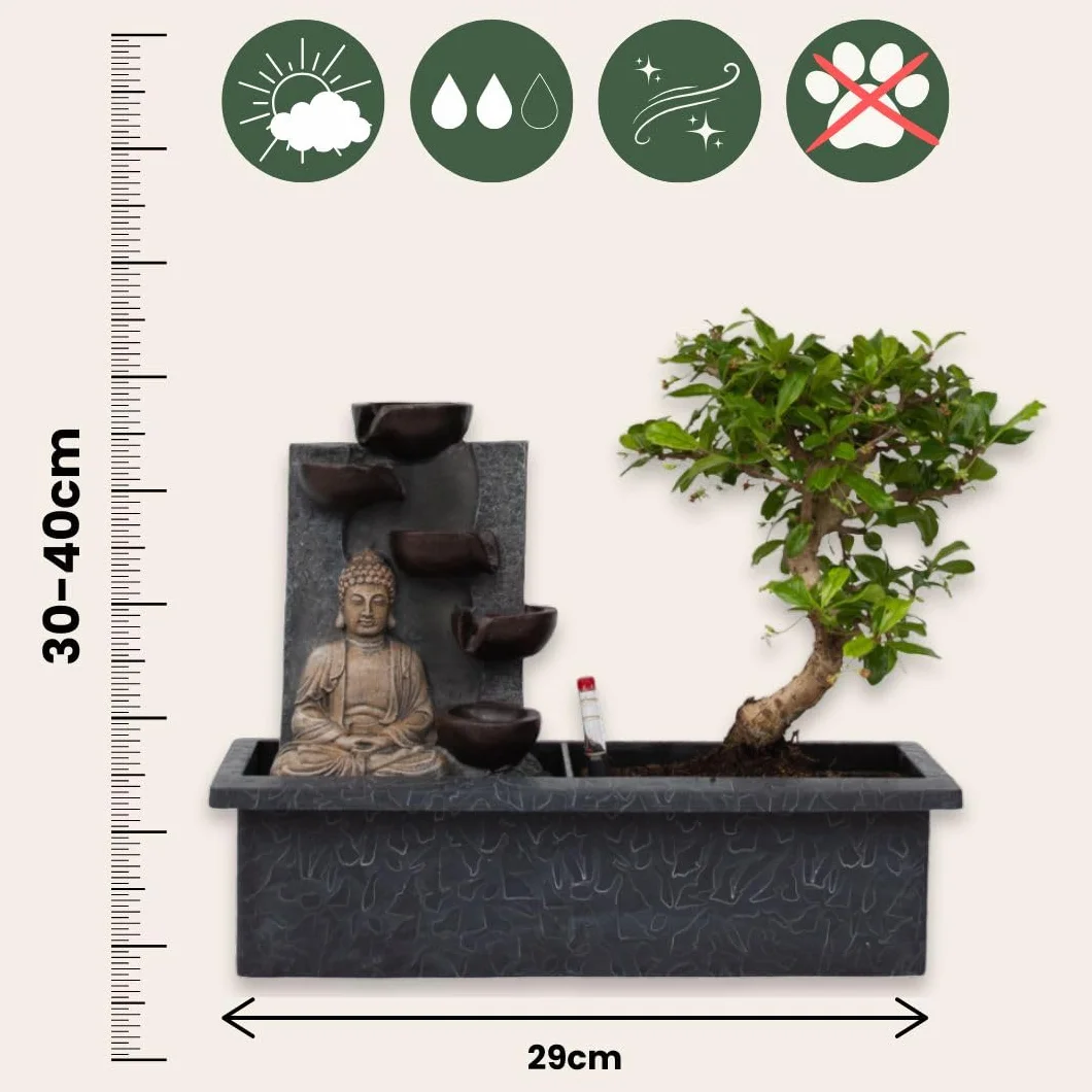 Plant in a Box - Bonsai z systemem nawadniania i płynącym wodospadem nad posągiem Buddy - roślina domowa - Wysokość 25-35cm