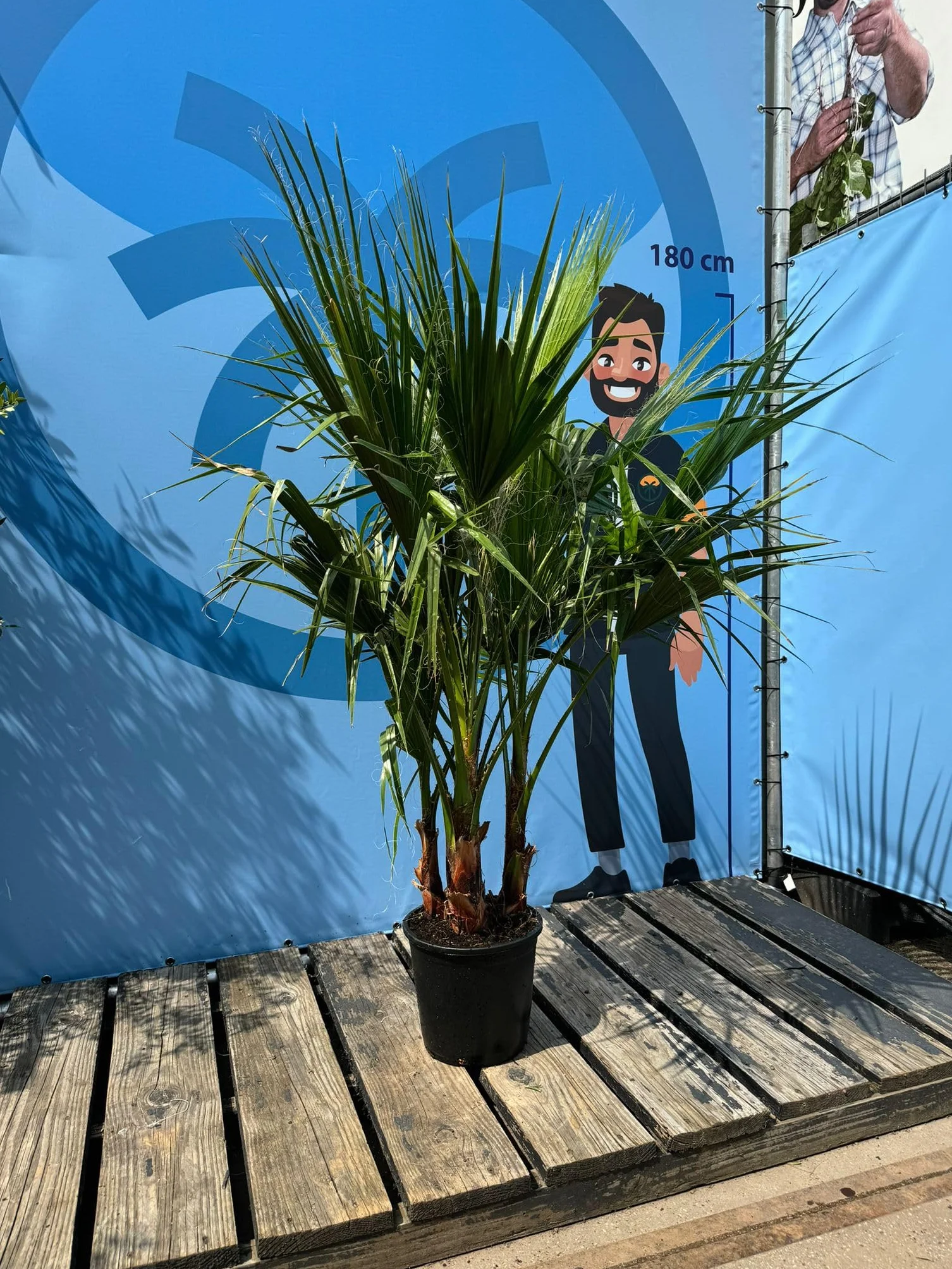 Sunny Tree - Palma - Washingtonia Robusta - multi-pień - 140-160 cm wraz z doniczką - meksykańska palma wachlarzowa