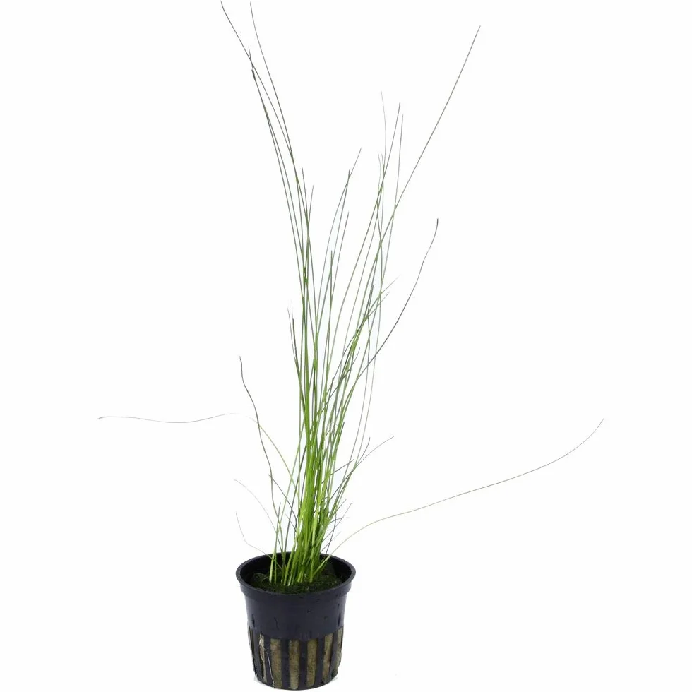 Tropica Eleocharis sp nr 132D Roślina akwariowa woda akwarium