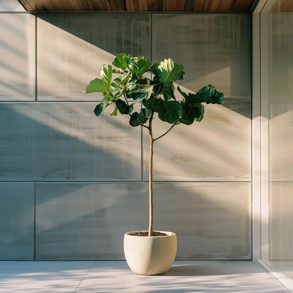 Plant in a Box - Drzewko Figowe - Figa - Ficus Carica - Mrozoodporny - Doniczka 21cm - Wysokość 70-90cm