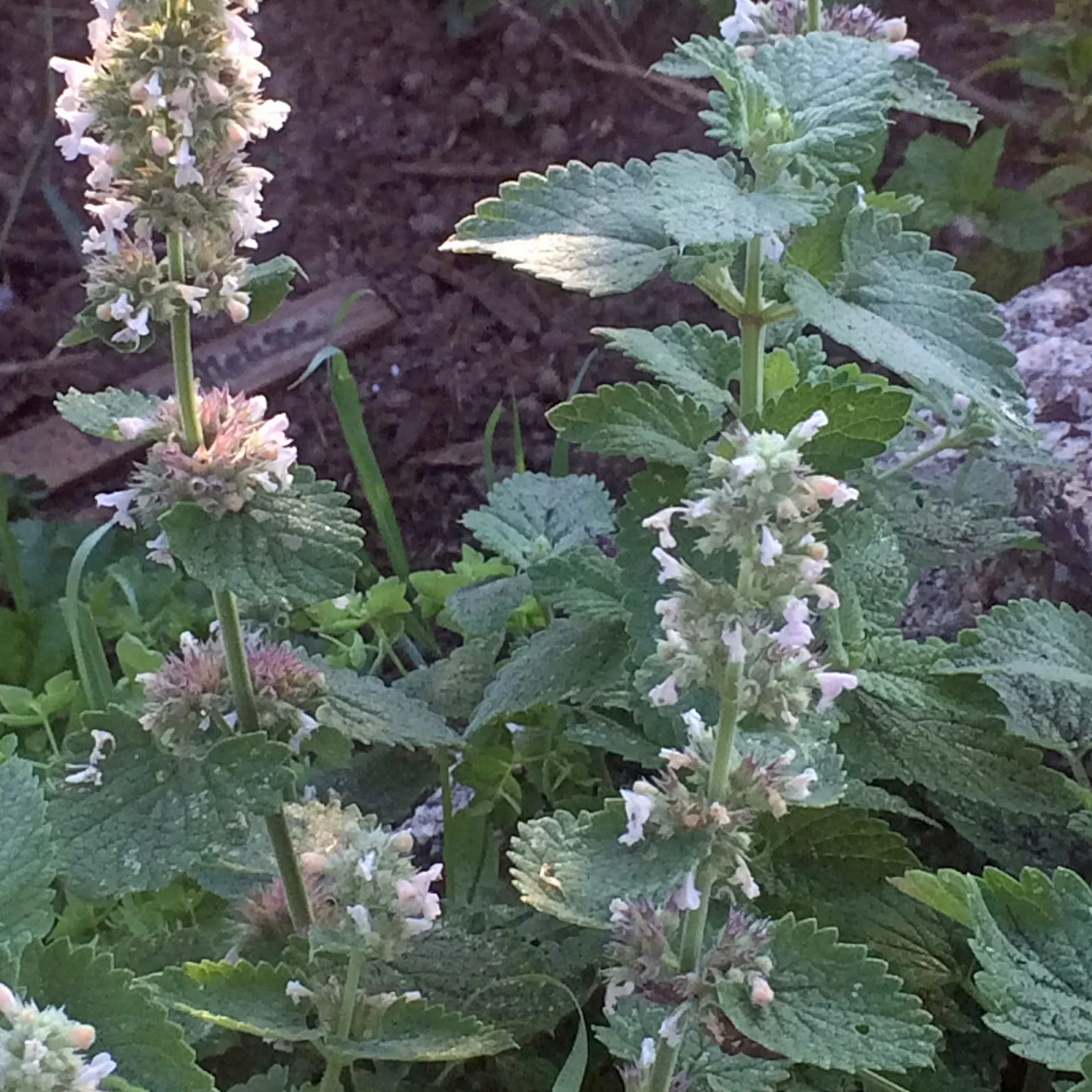 Mięta cytrynowa / biała melisa cytrynowa (Nepeta cataria ssp. citriodora) - ok. 600 nasion