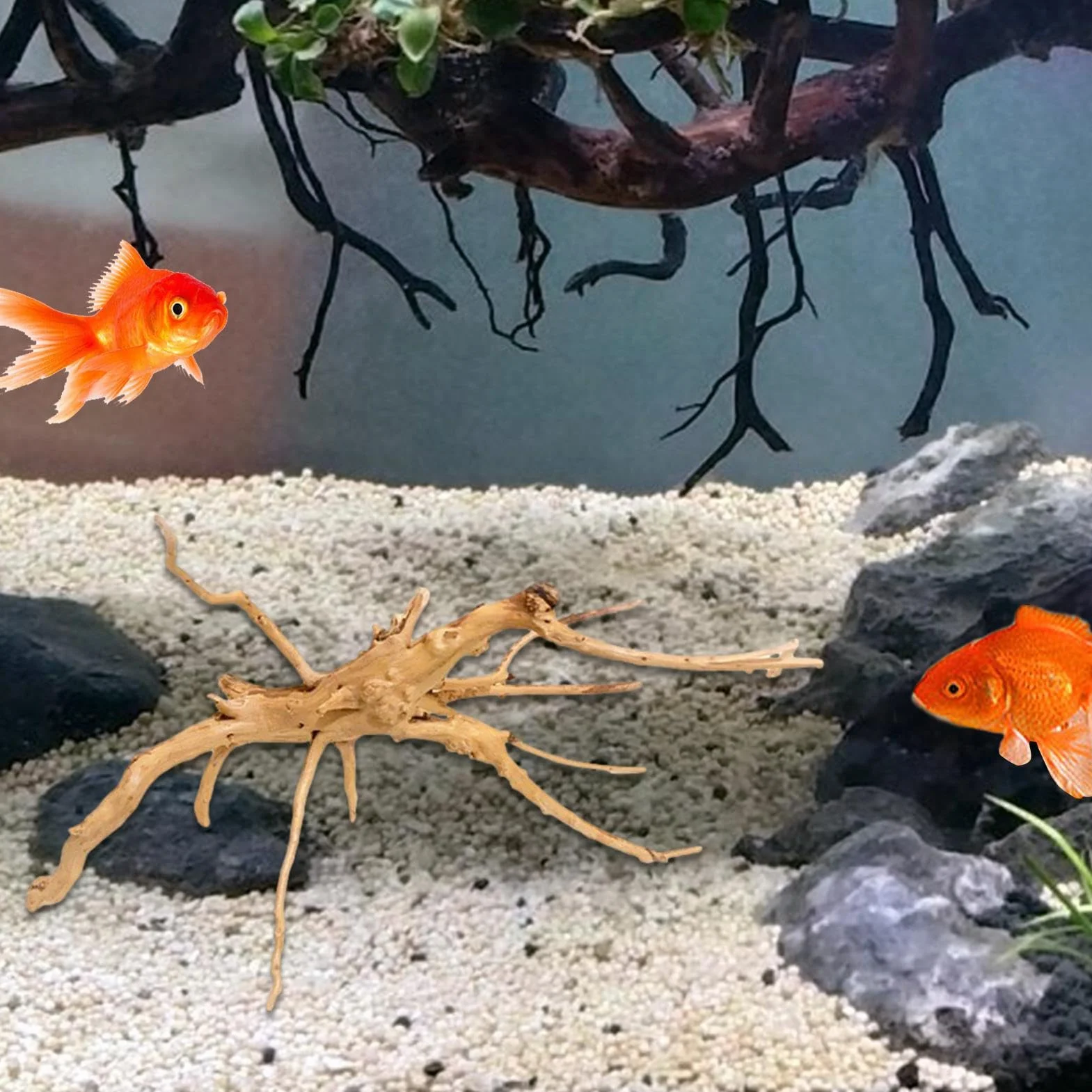 Generisch Aqua Ornaments korzenie dryfujące drewno do akwarium dekoracja terrarium